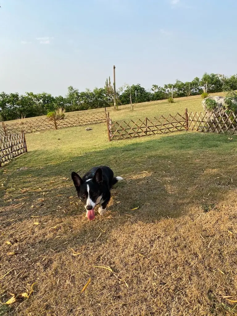 Chevin Khaoyai pets image 3