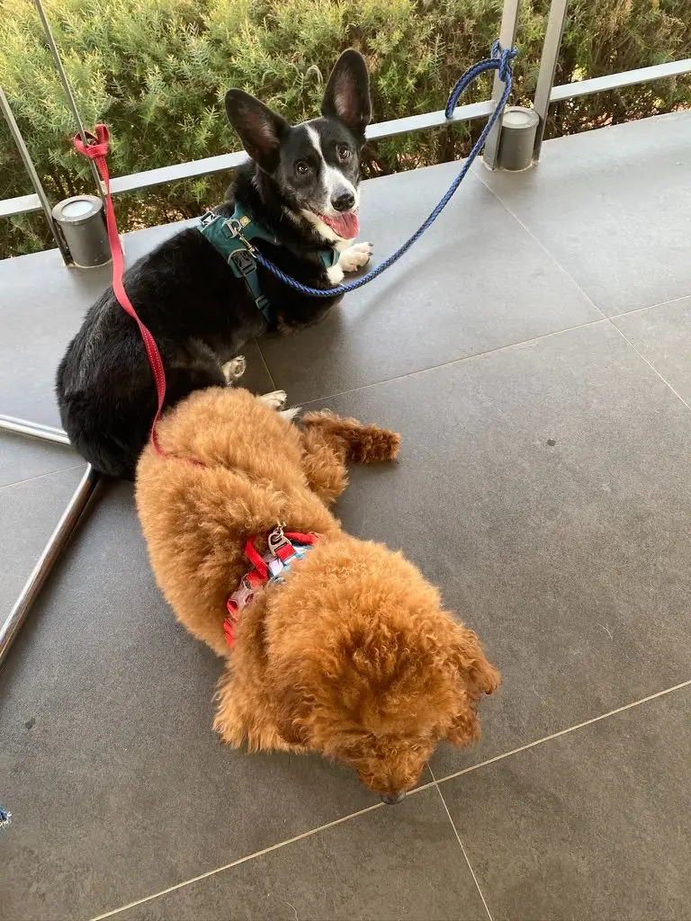 Chevin Khaoyai pets image 2