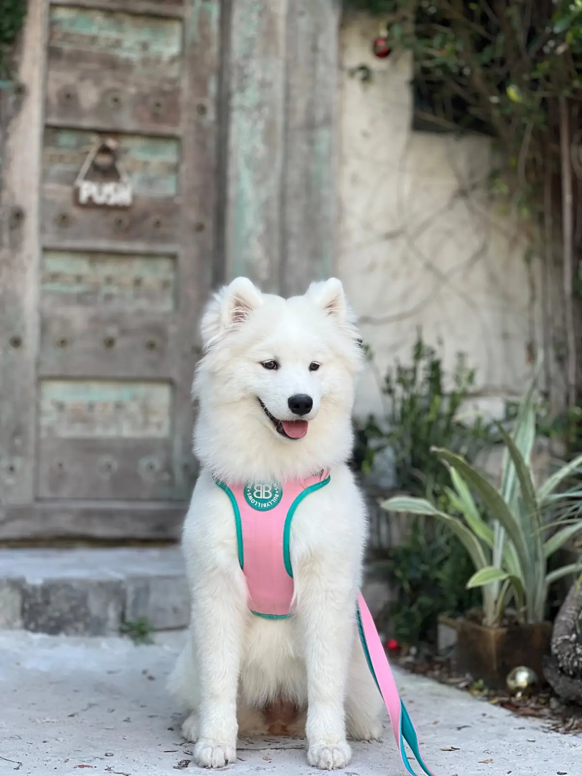 Rawvaela Cafe pets image 4