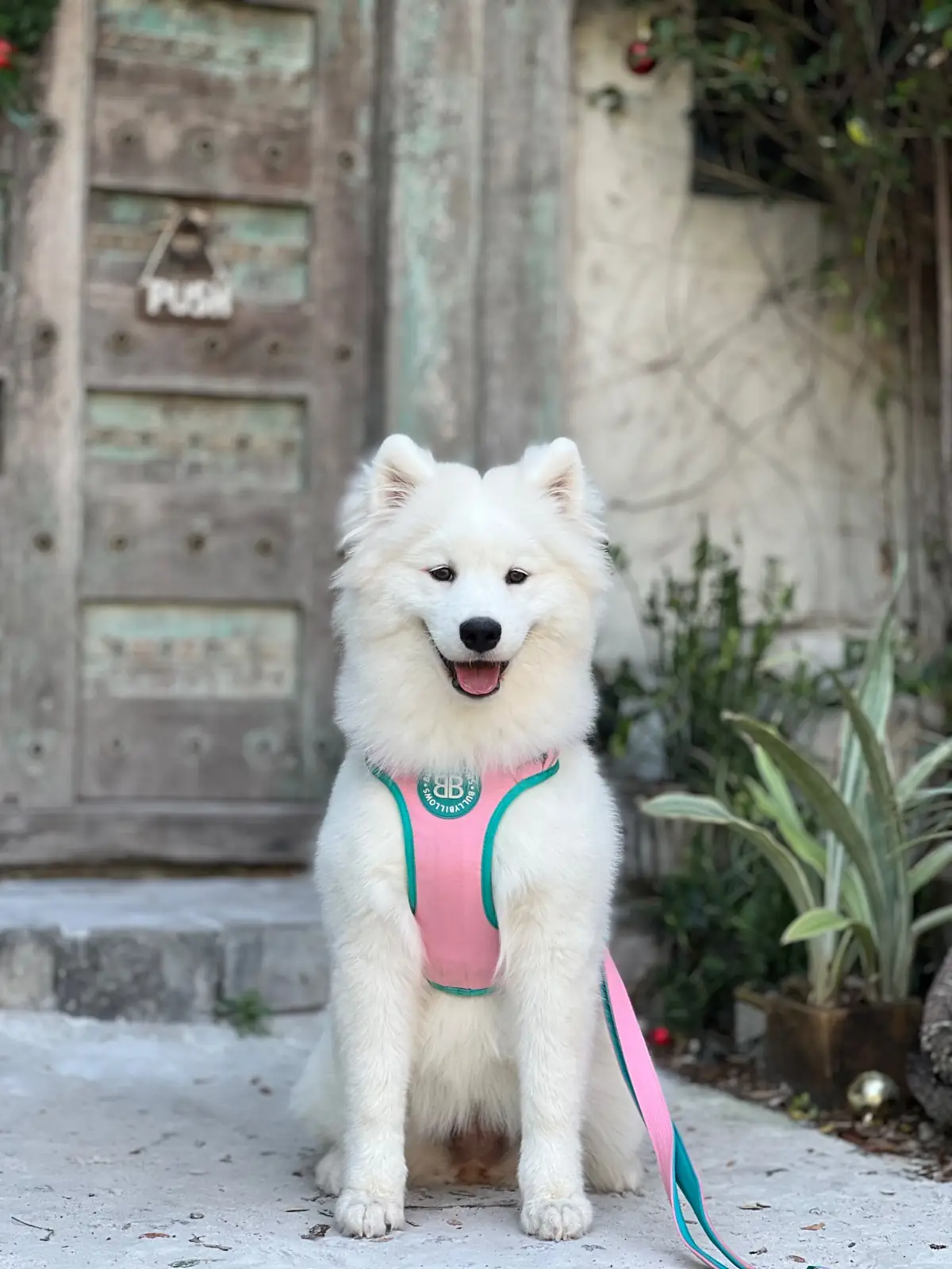 Rawvaela Cafe pets image 2