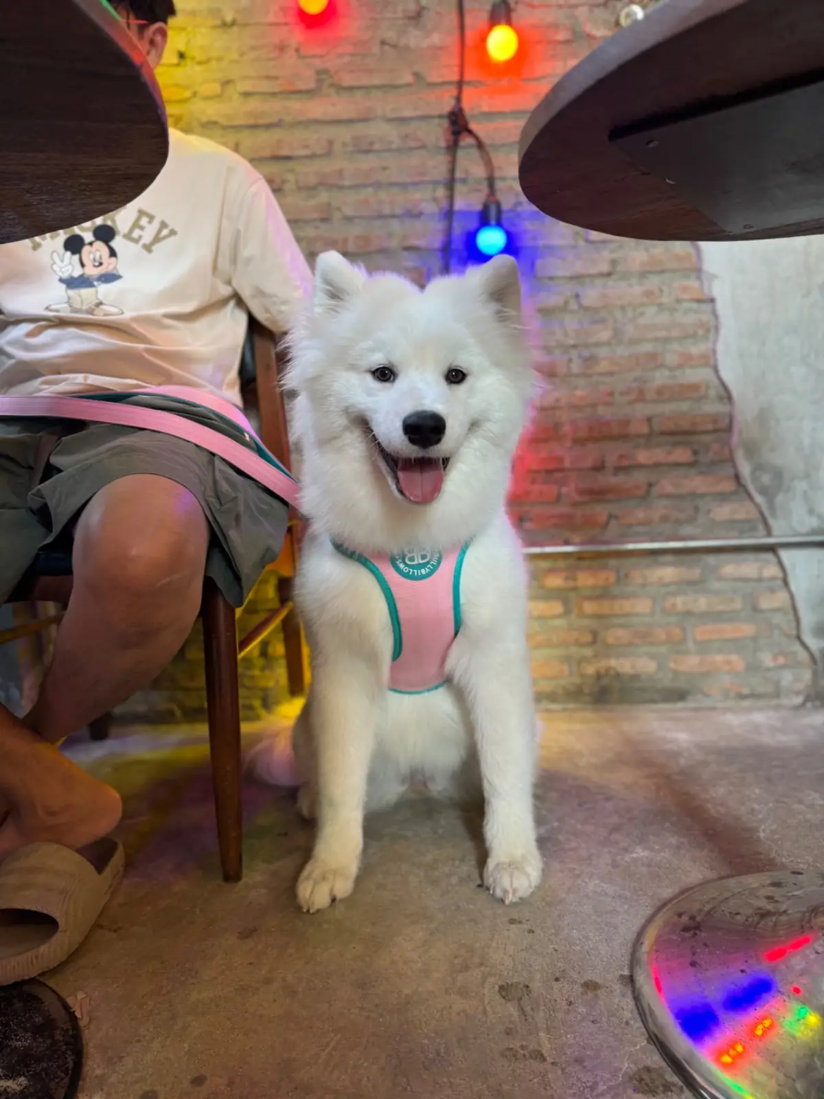 Rawvaela Cafe pets image 3