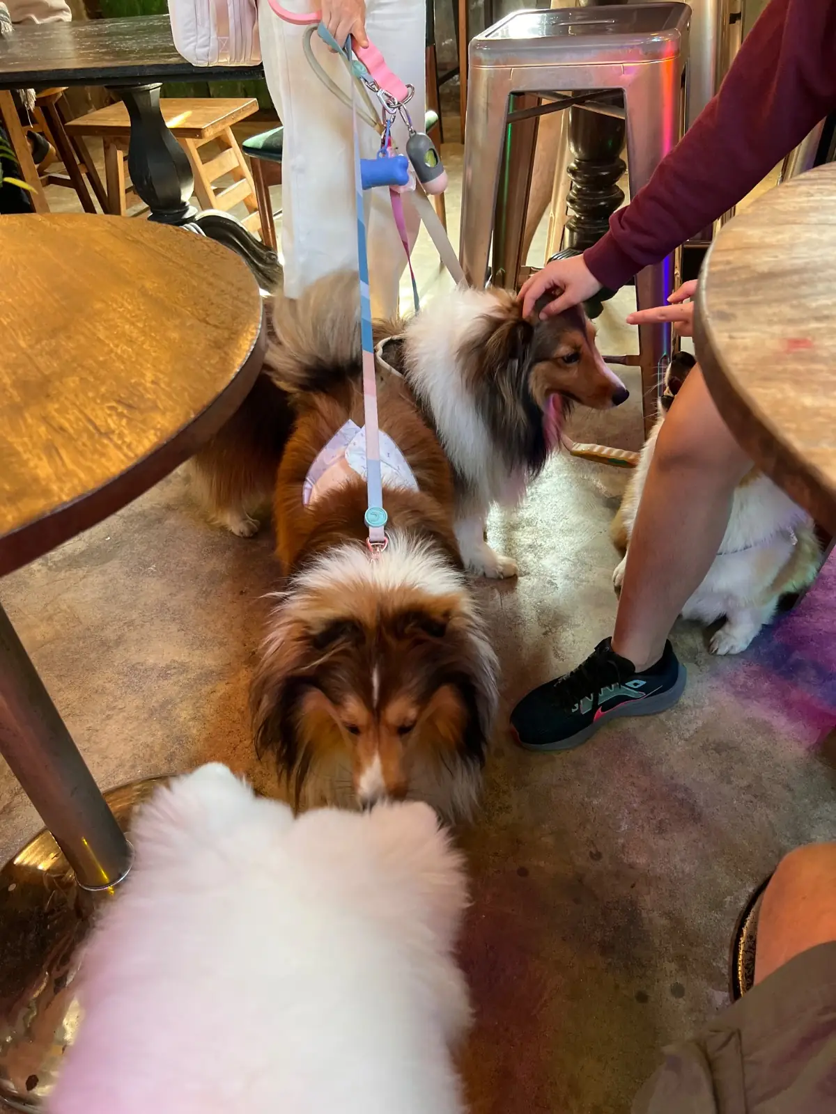 Rawvaela Cafe pets image 1