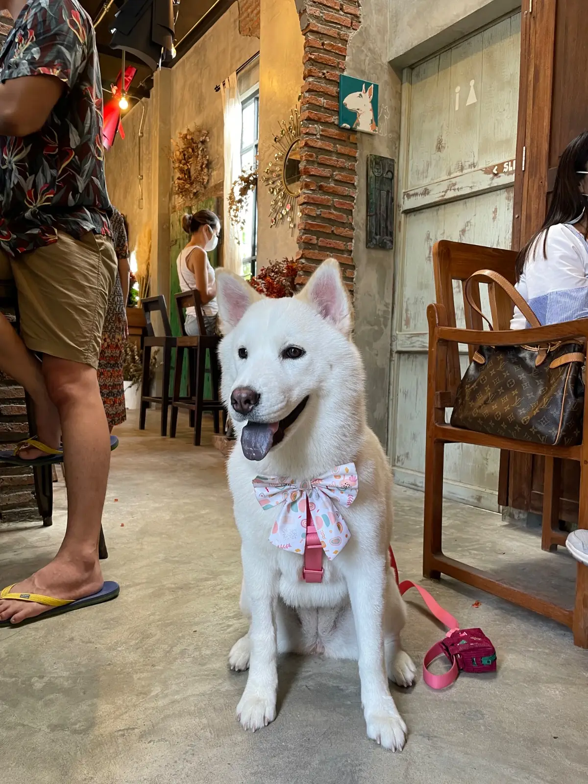 Rawvaela Cafe pets image 7