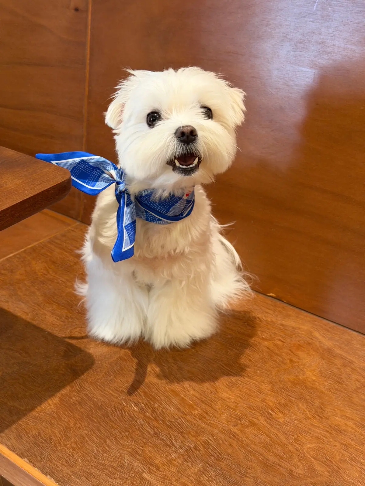 CMD Sathon pets image 3