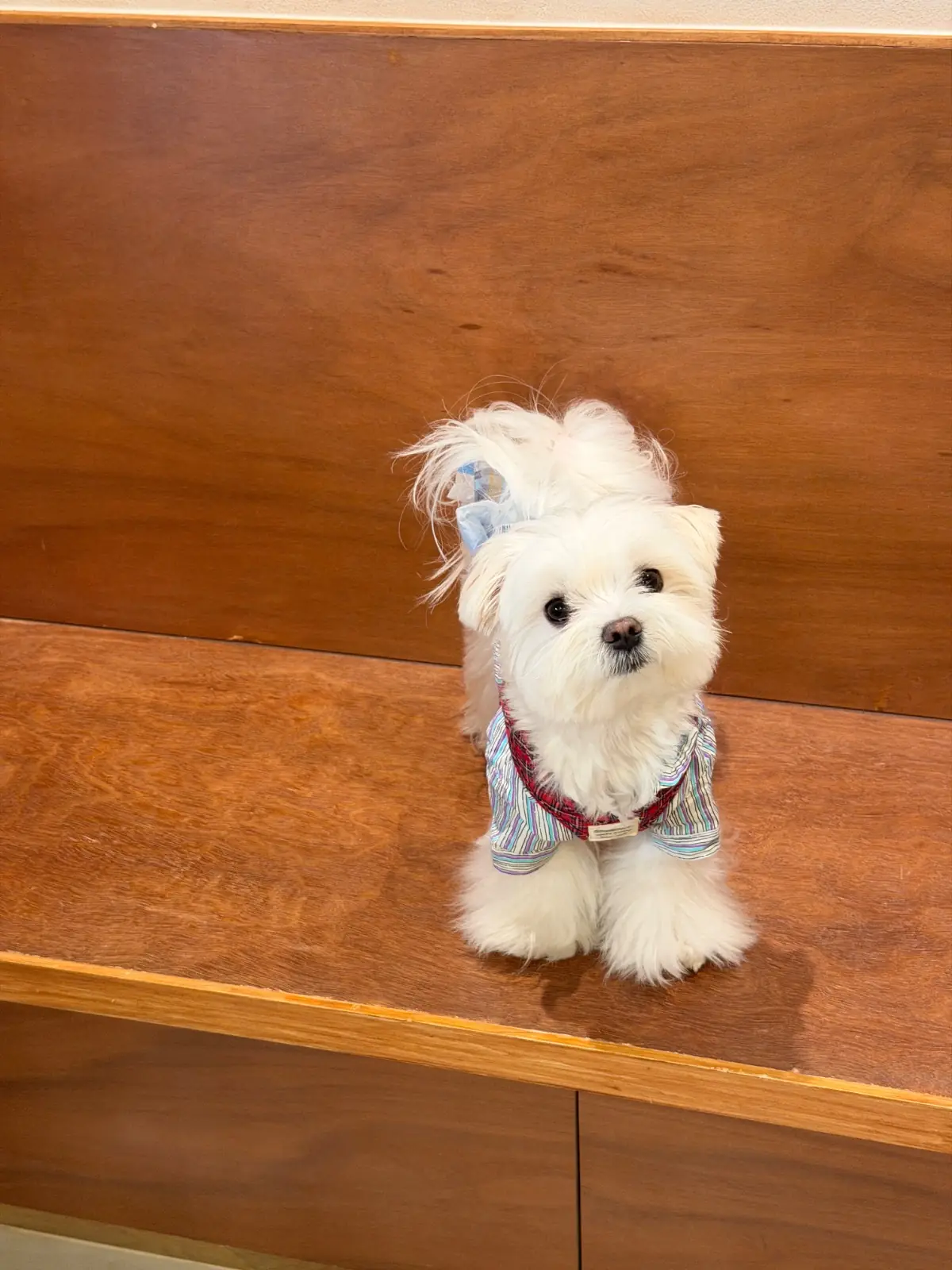 CMD Sathon pets image 2