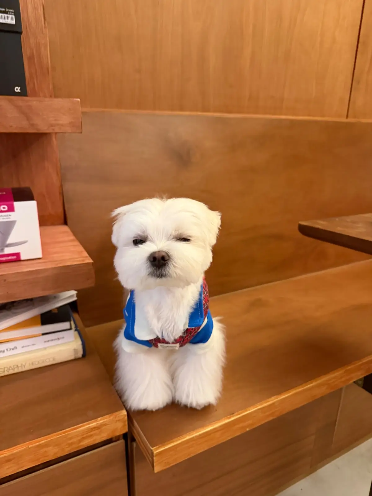 CMD Sathon pets image 4