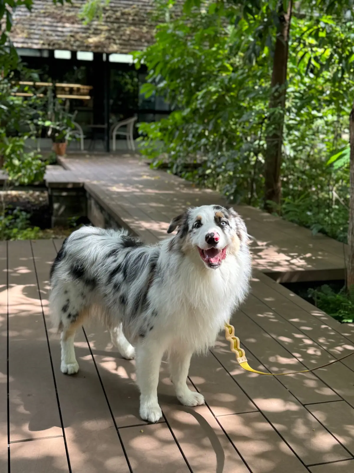 Somdul Bee Sanctuary pets image 2
