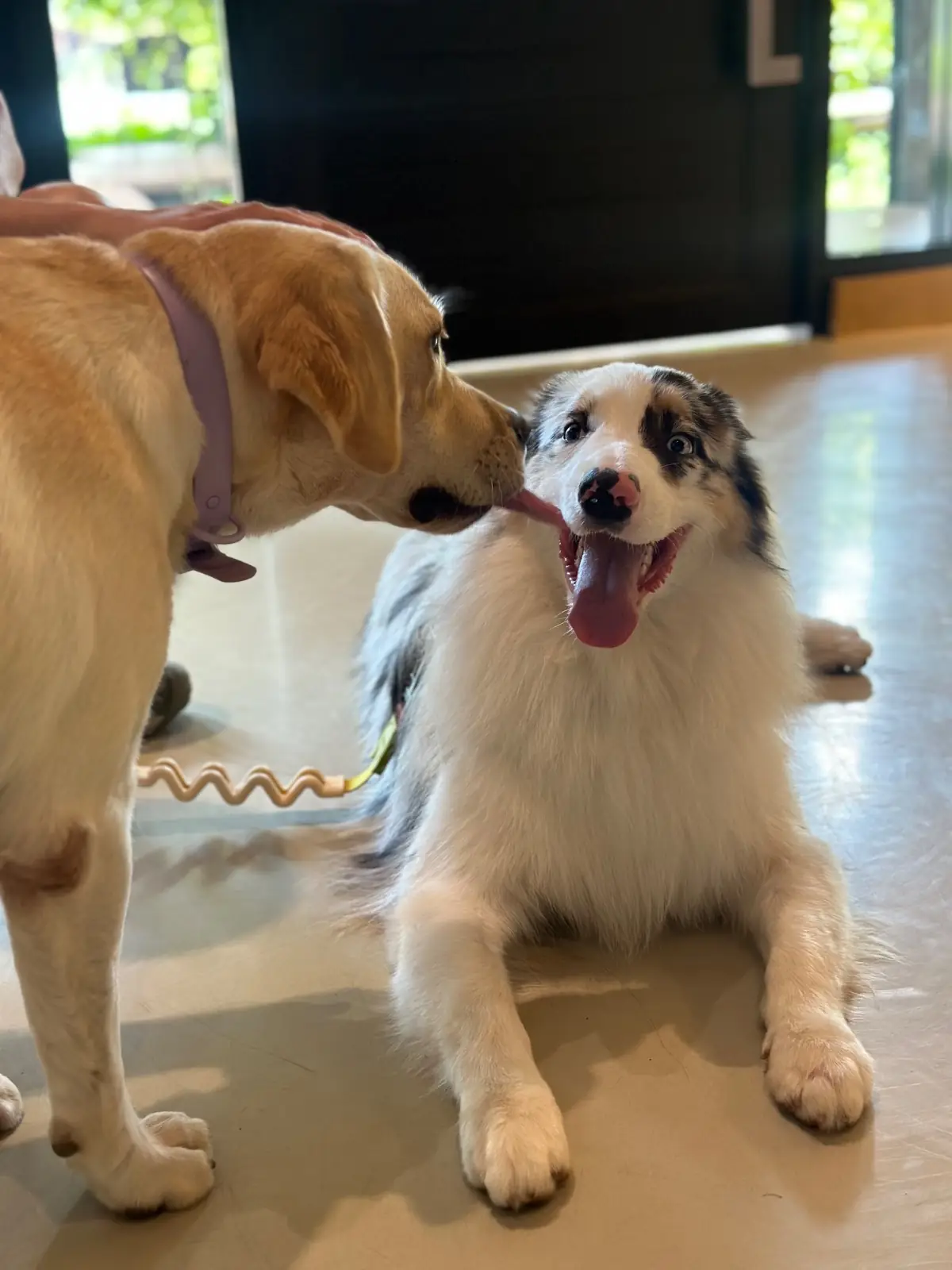 Somdul Bee Sanctuary pets image 4