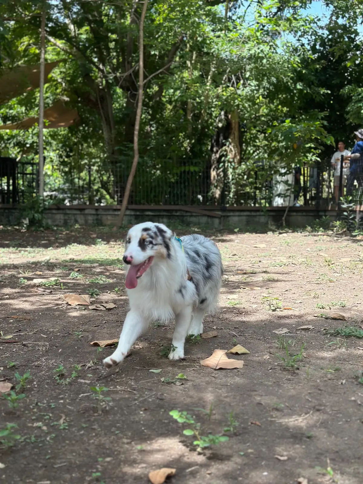Somdul Bee Sanctuary pets image 3