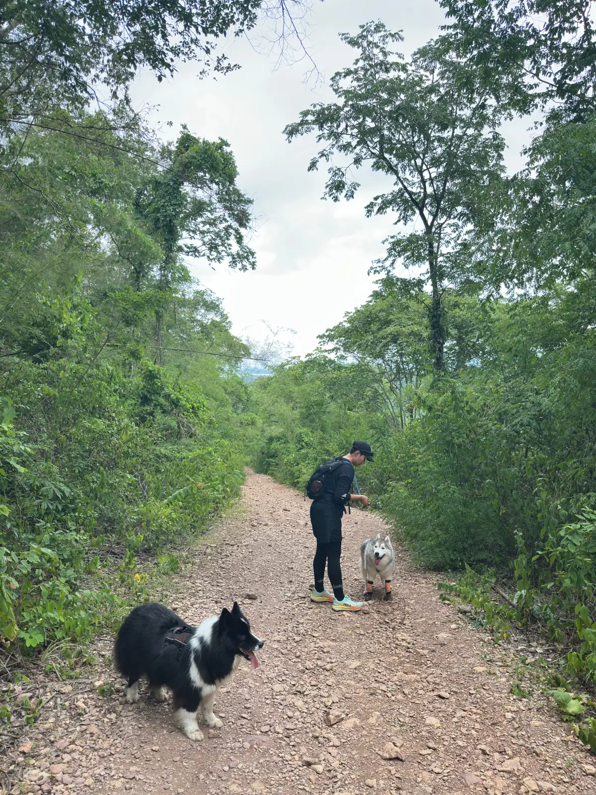 เขากะทะใหญ่ pets image 2