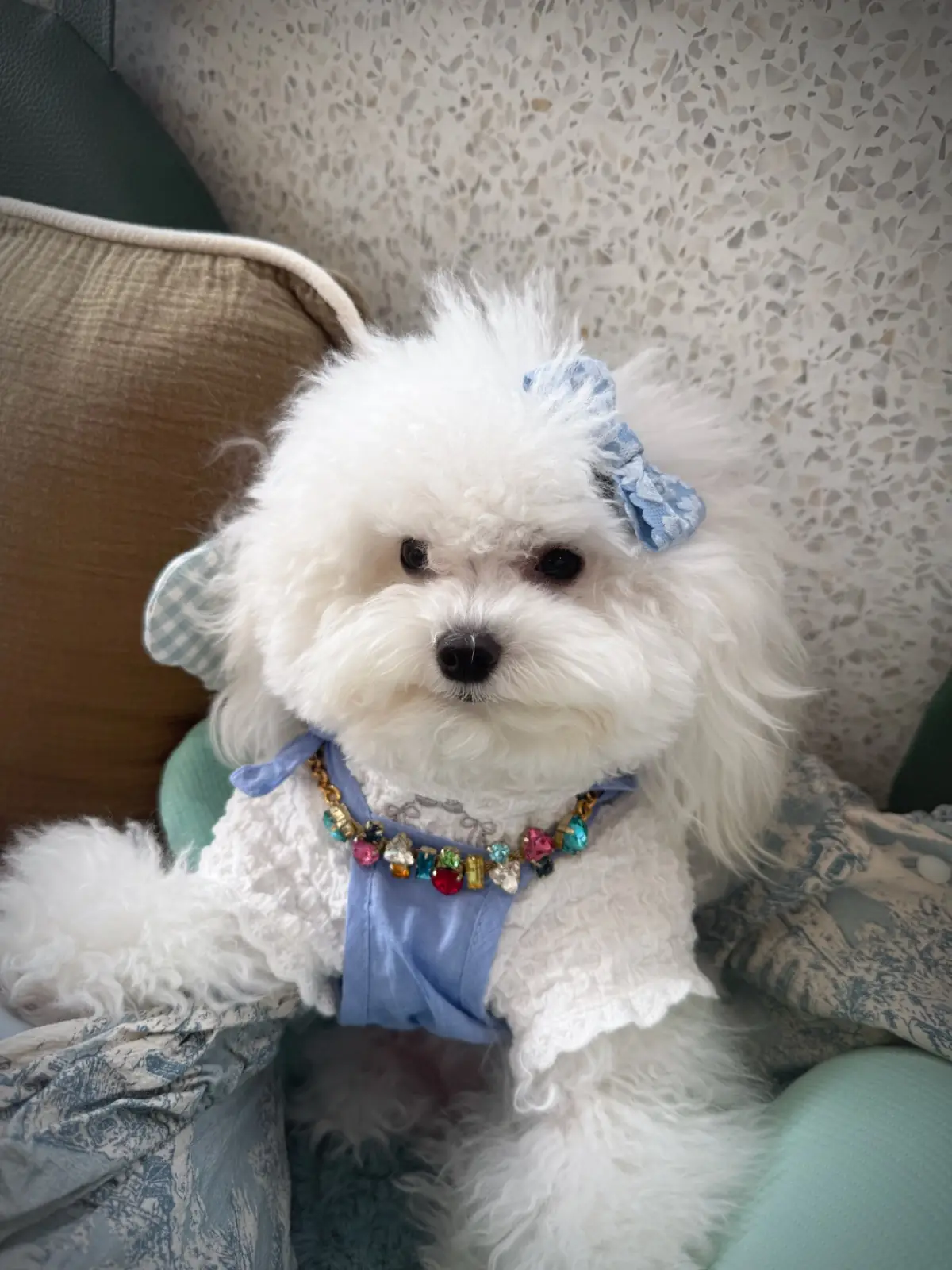 KINJIN Cafe pets image 2
