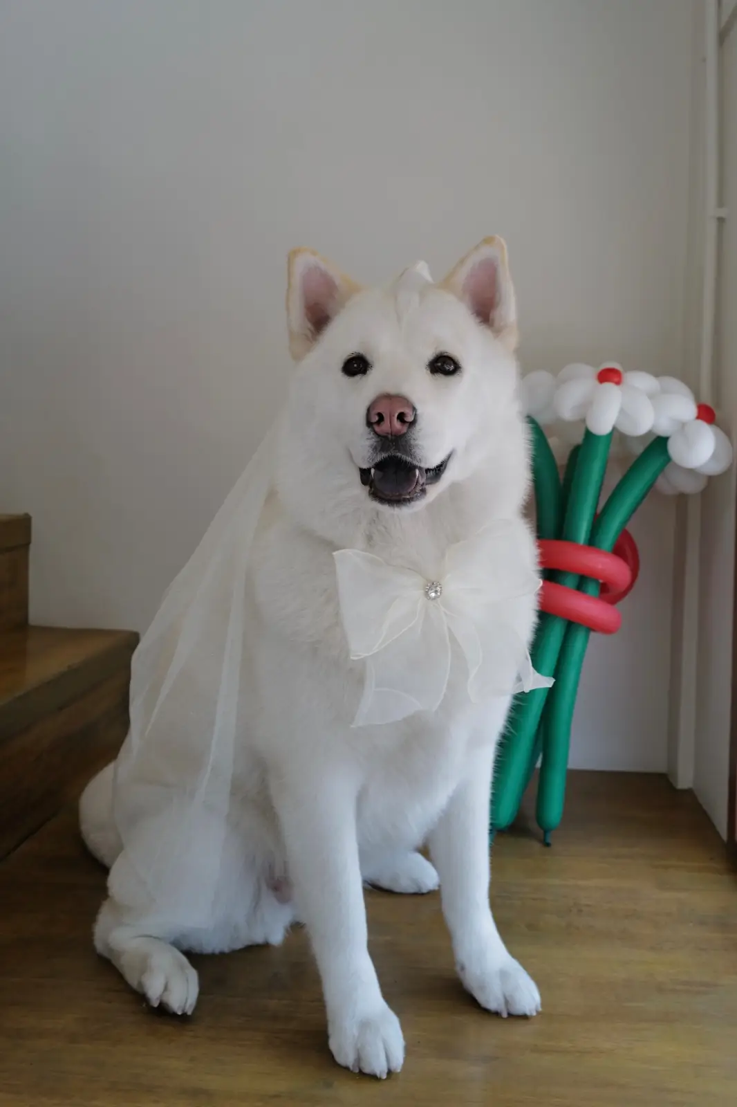 Oldschool Brownies House pets image 1