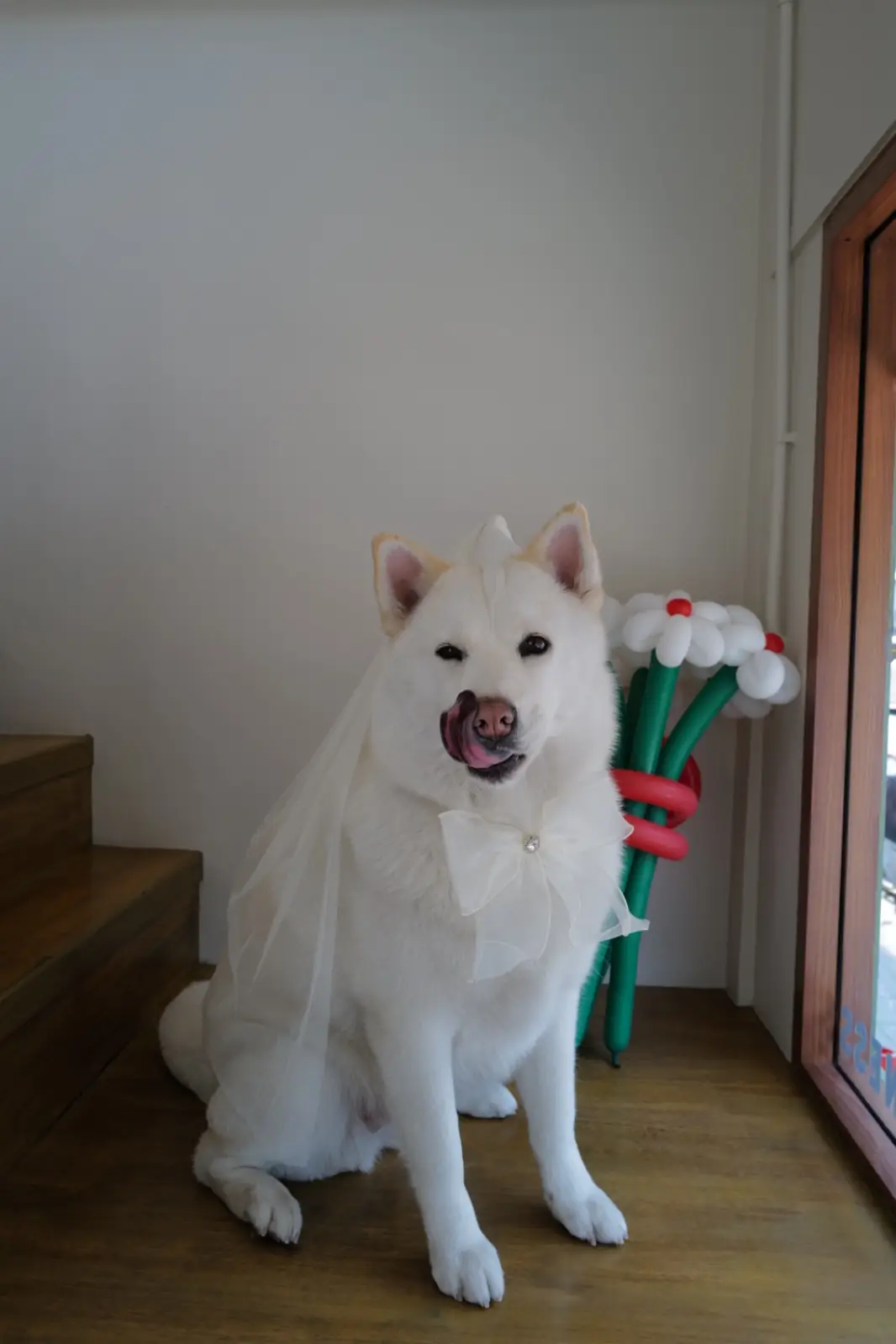 Oldschool Brownies House pets image 2