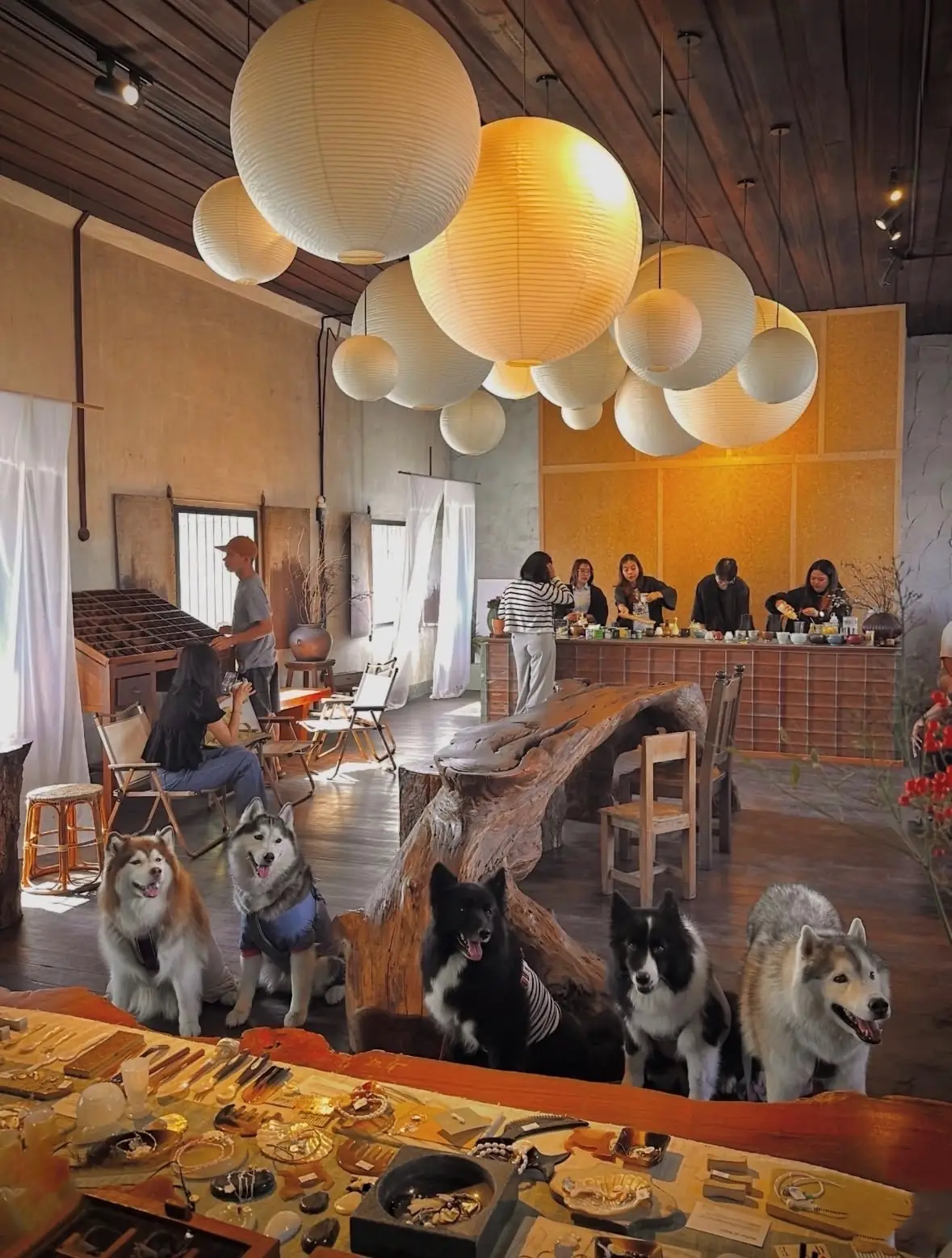 KUMBO MATCHA pets image 1