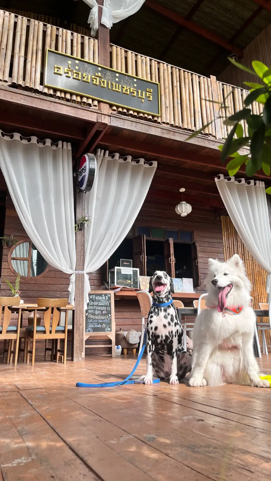 ไอร่เต้า ปลา กุ้ง & อร่อยจัง pets image 3