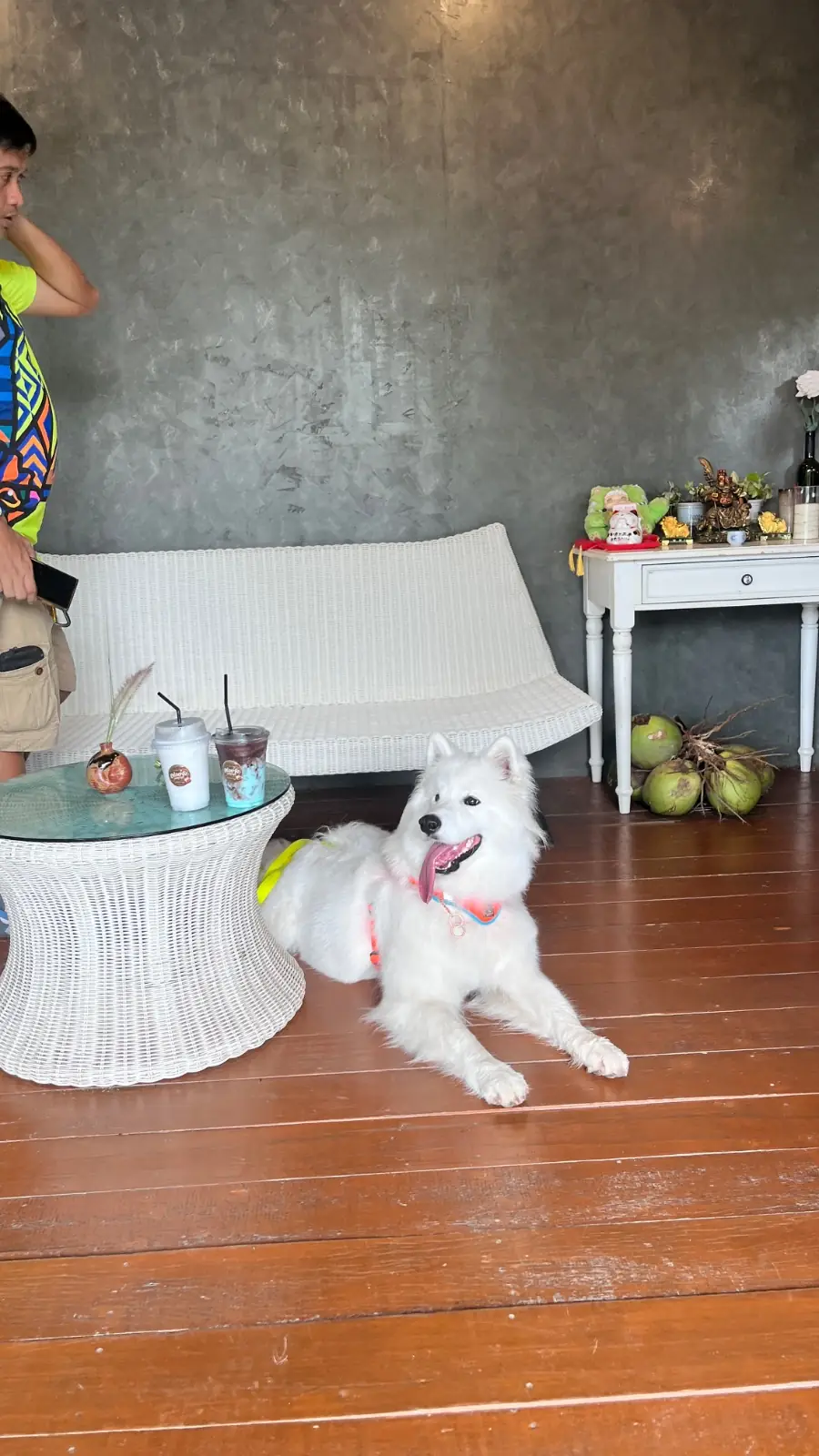 ไอร่เต้า ปลา กุ้ง & อร่อยจัง pets image 2