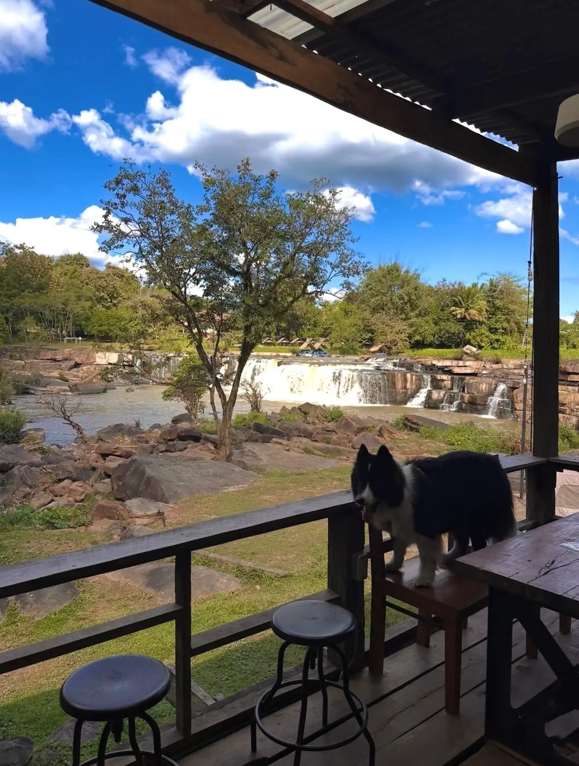 ณ ปอย Camping & Cafe pets image 1