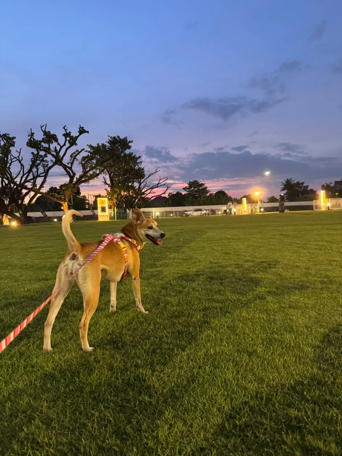 BK Salon Bangna pets image 4