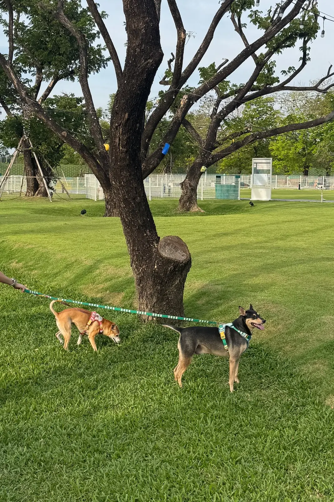 BK Salon Bangna pets image 2