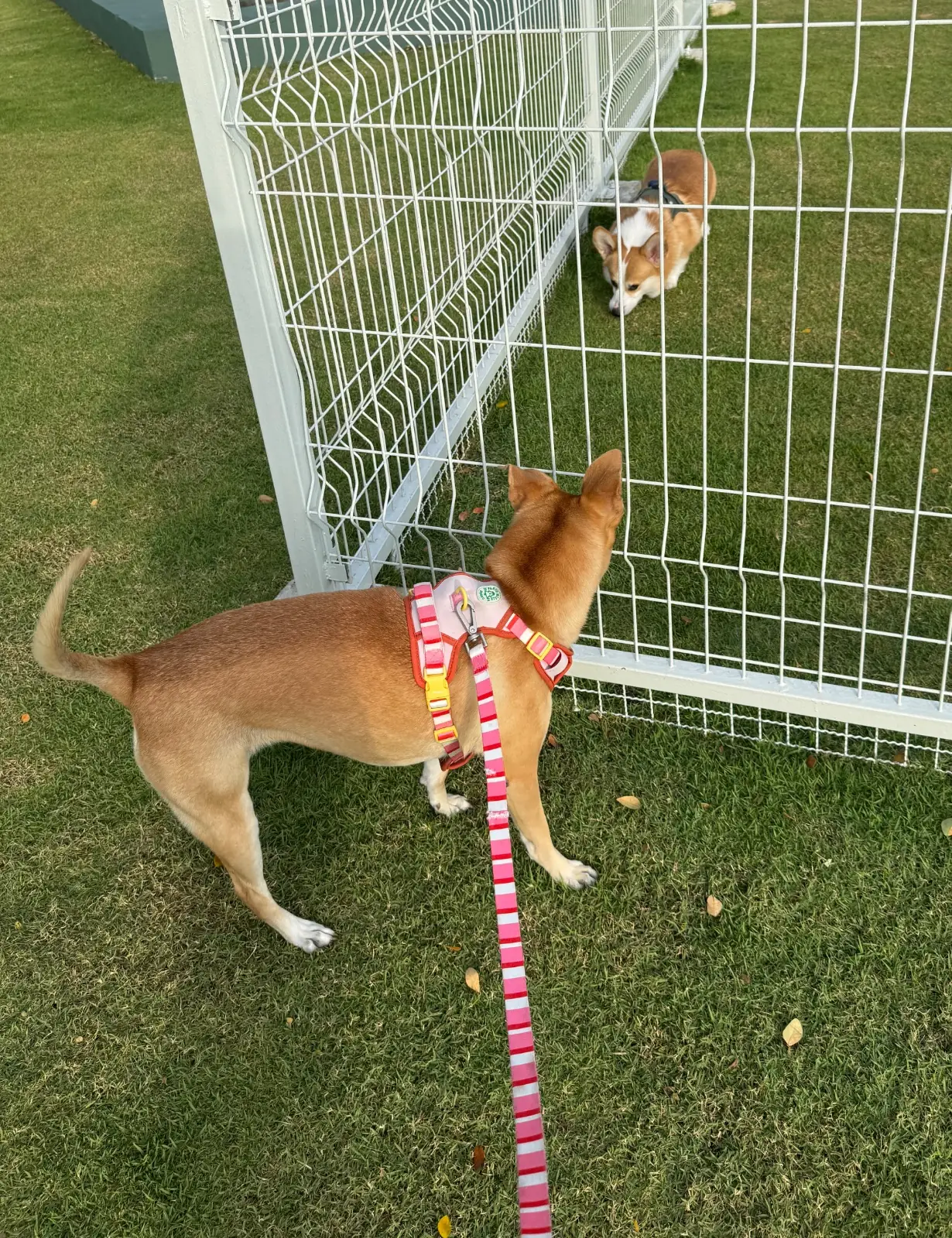 BK Salon Bangna pets image 3