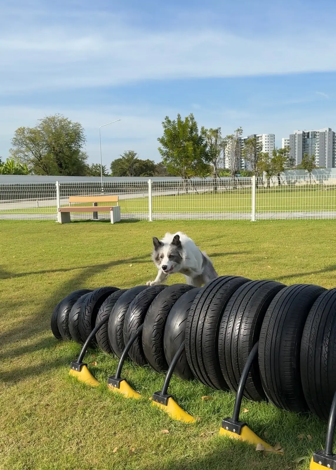 BK Salon - Bangna pets image 5