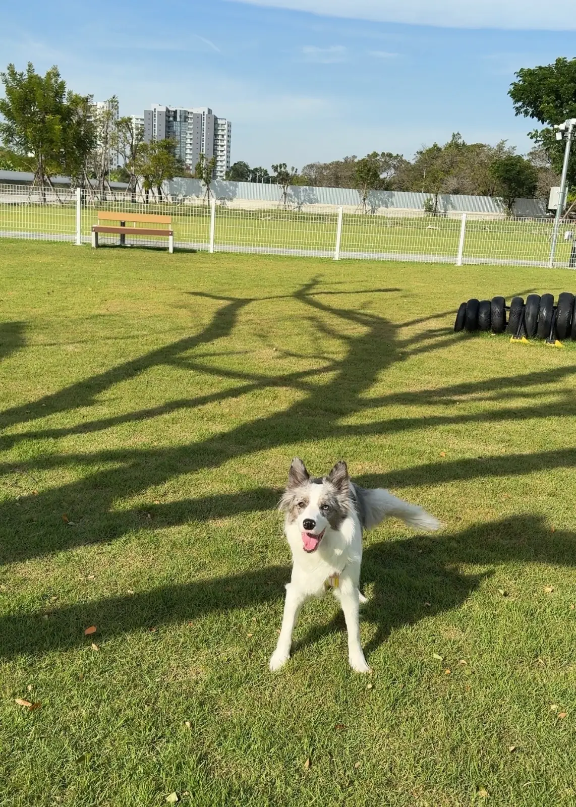 BK Salon - Bangna pets image 6