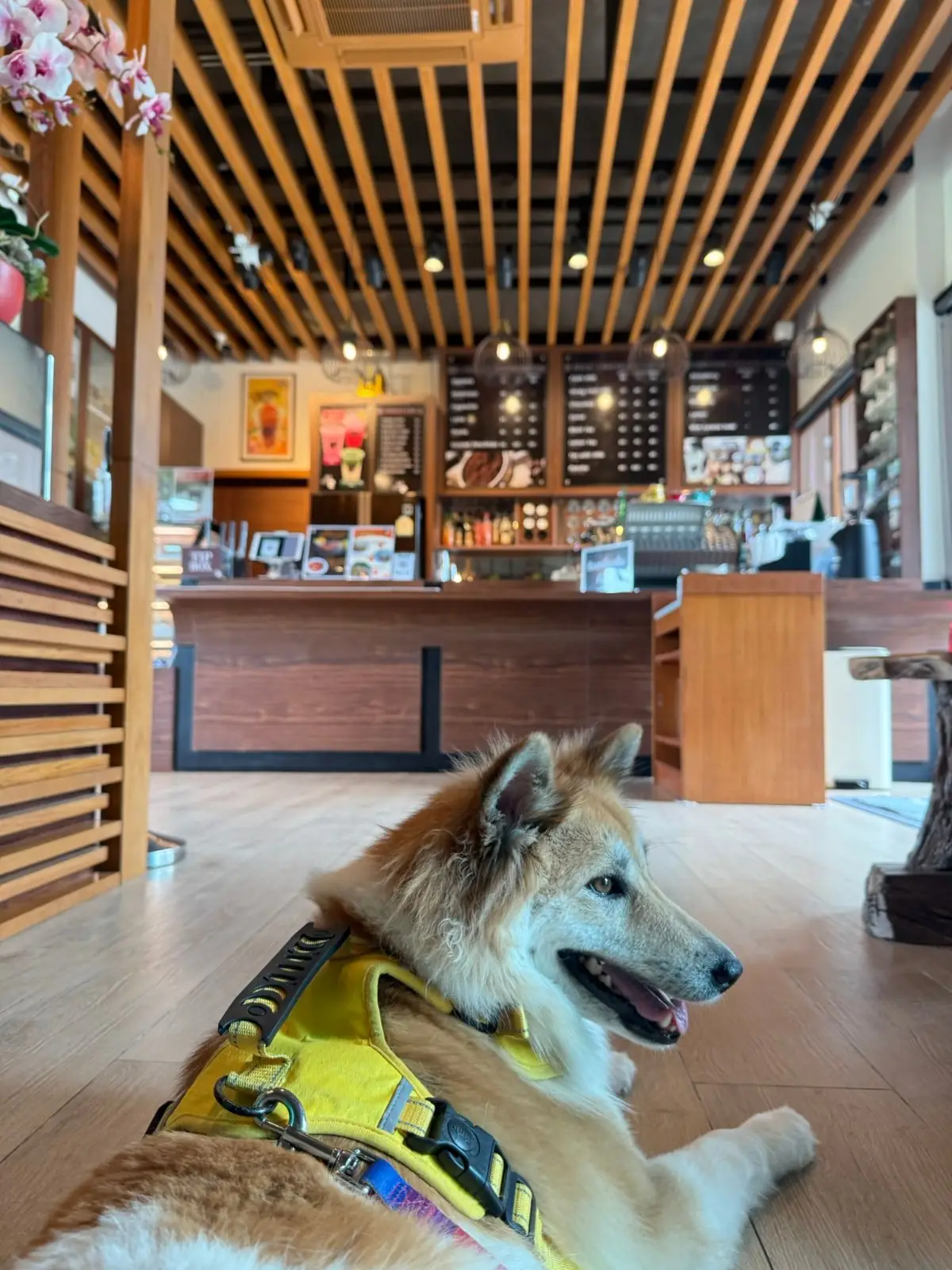 Ravin Home Cafe pets image 2