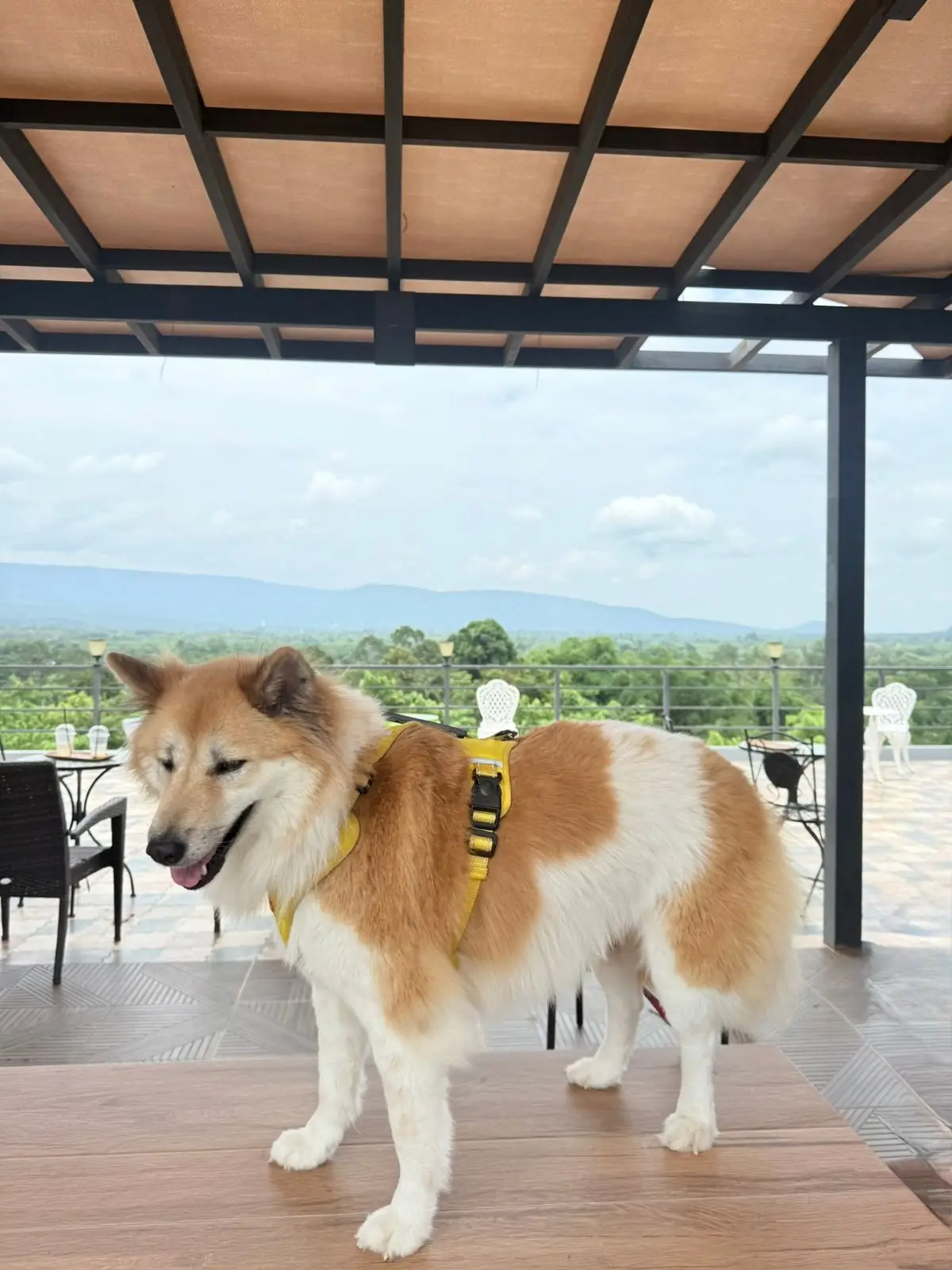 Ravin Home Cafe pets image 1