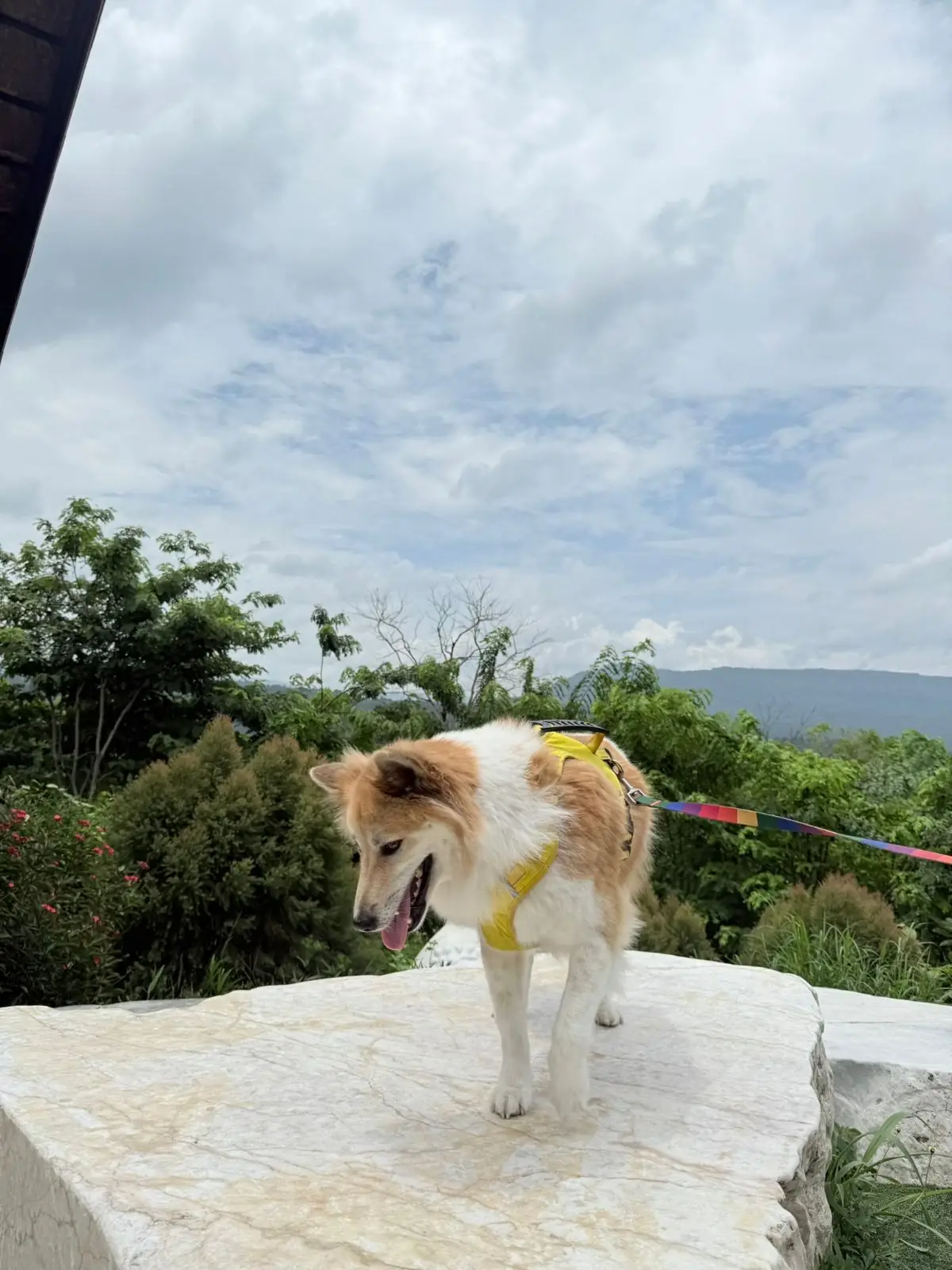 Ravin Home Cafe pets image 4