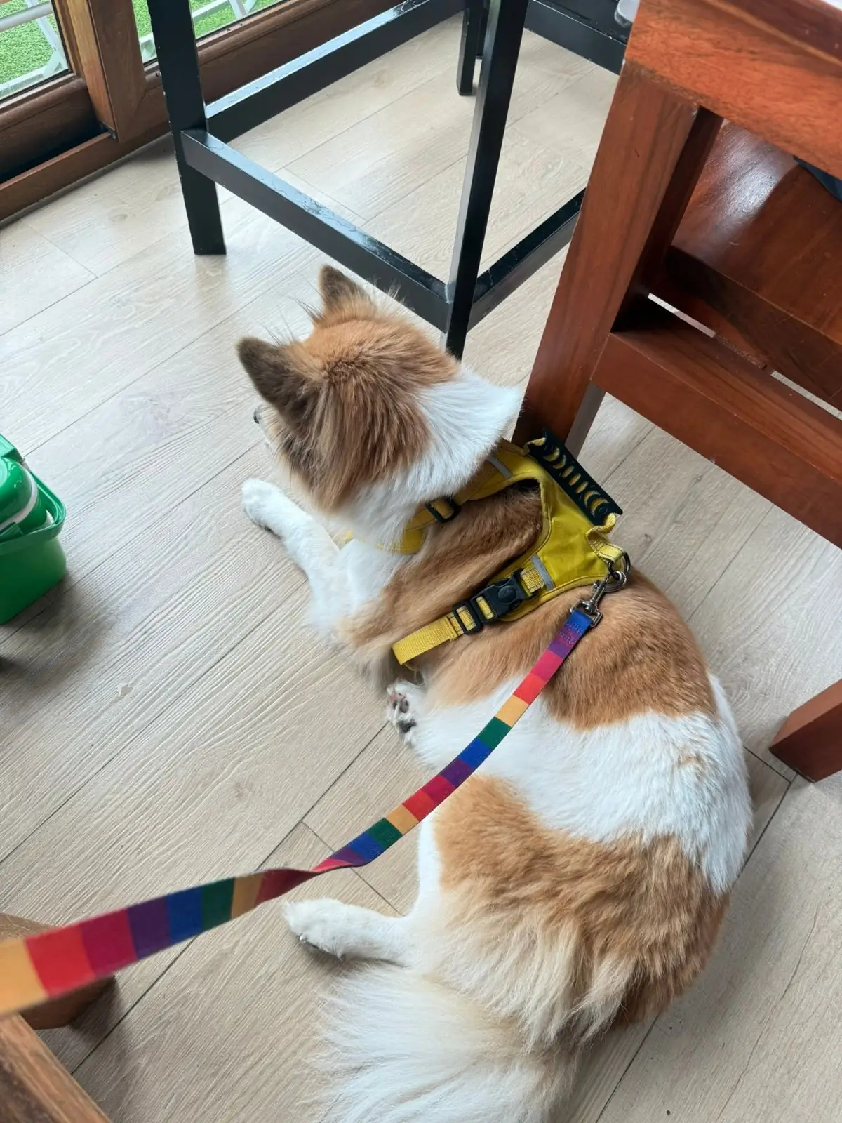 Ravin Home Cafe pets image 3