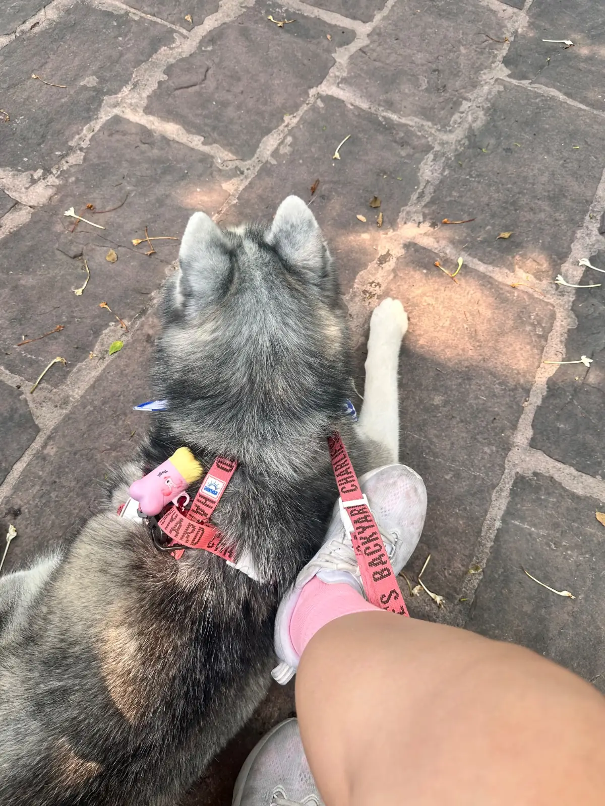 Gerto Gelato - Thonglor pets image 1