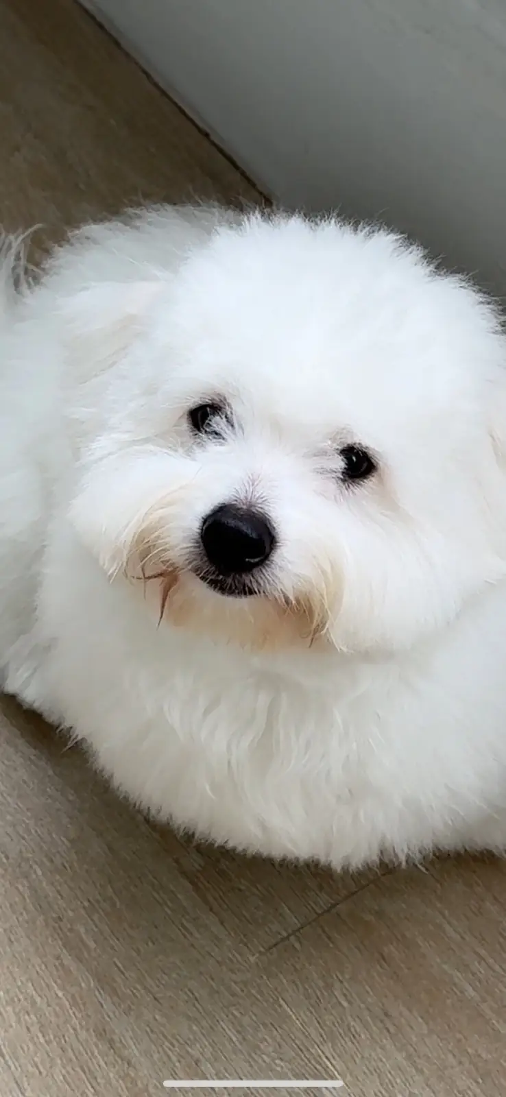 Morr Barr pets image 1