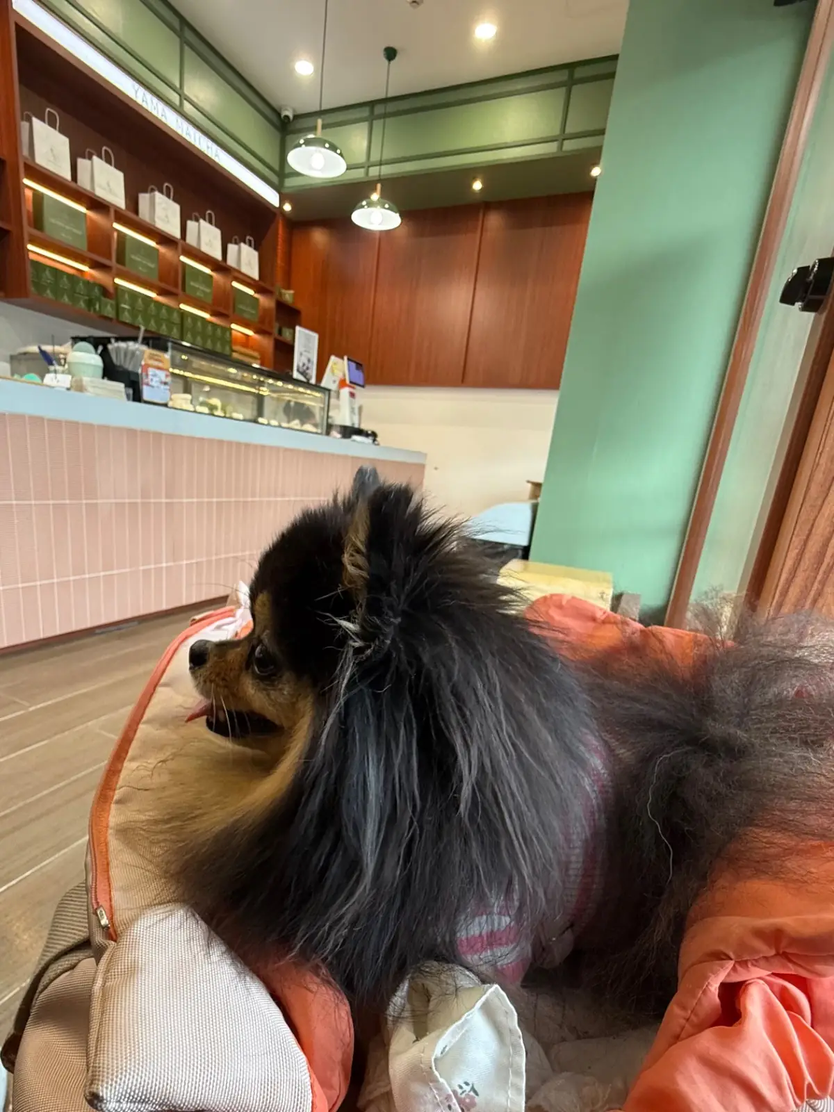 Yama Matcha - Little Walk pets image 3