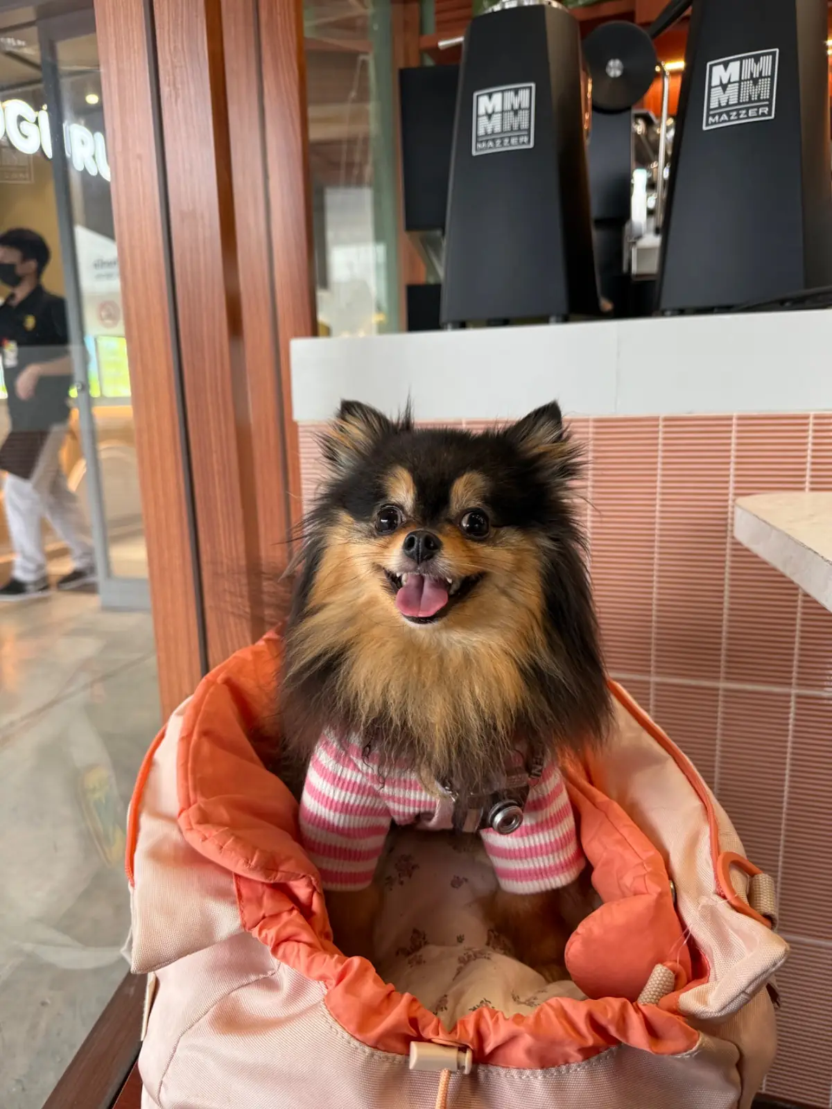 Yama Matcha - Little Walk pets image 2