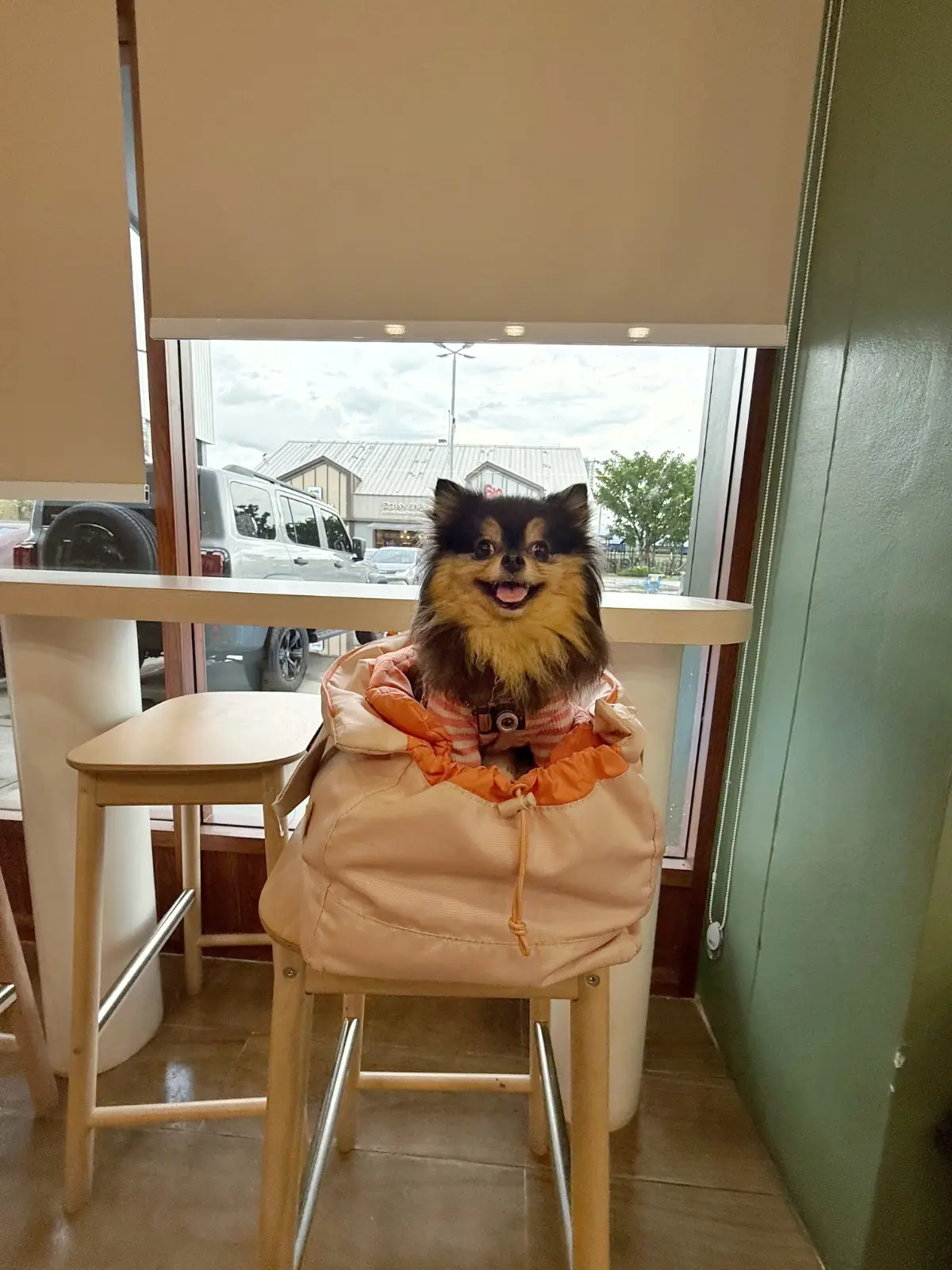 Yama Matcha - Little Walk pets image 1