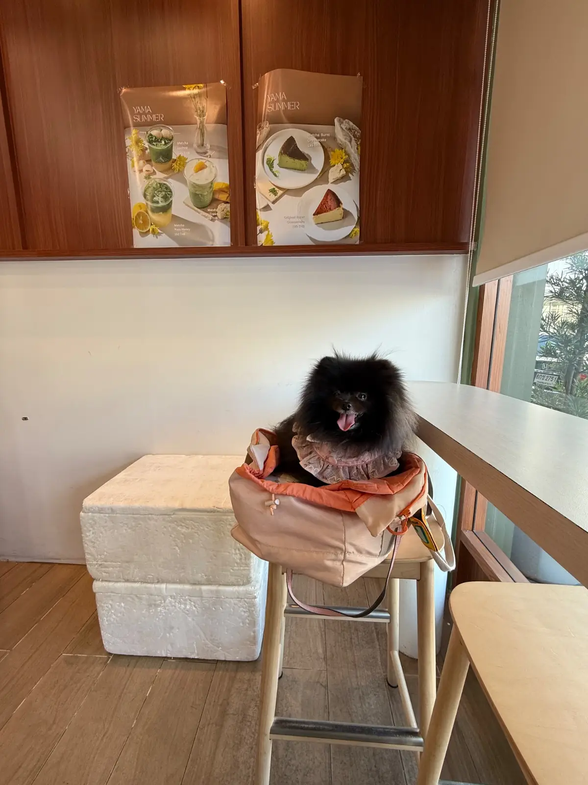 Yama Matcha - Little Walk pets image 4