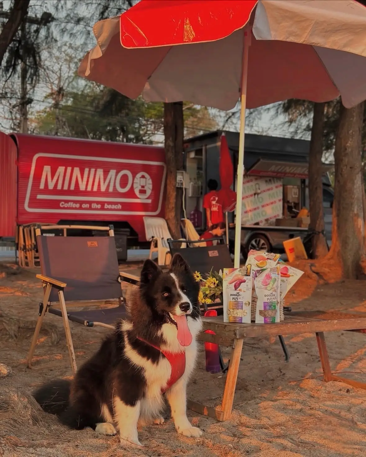 MINIMO COFFEE pets image 2