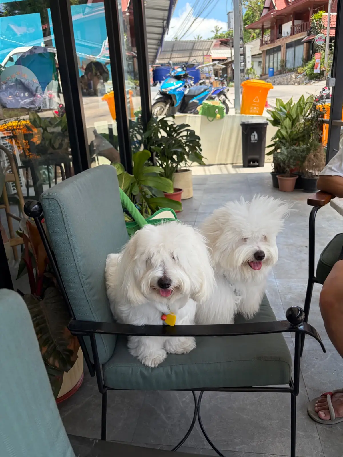 Picatso Pizza - Koh Tao pets image 1