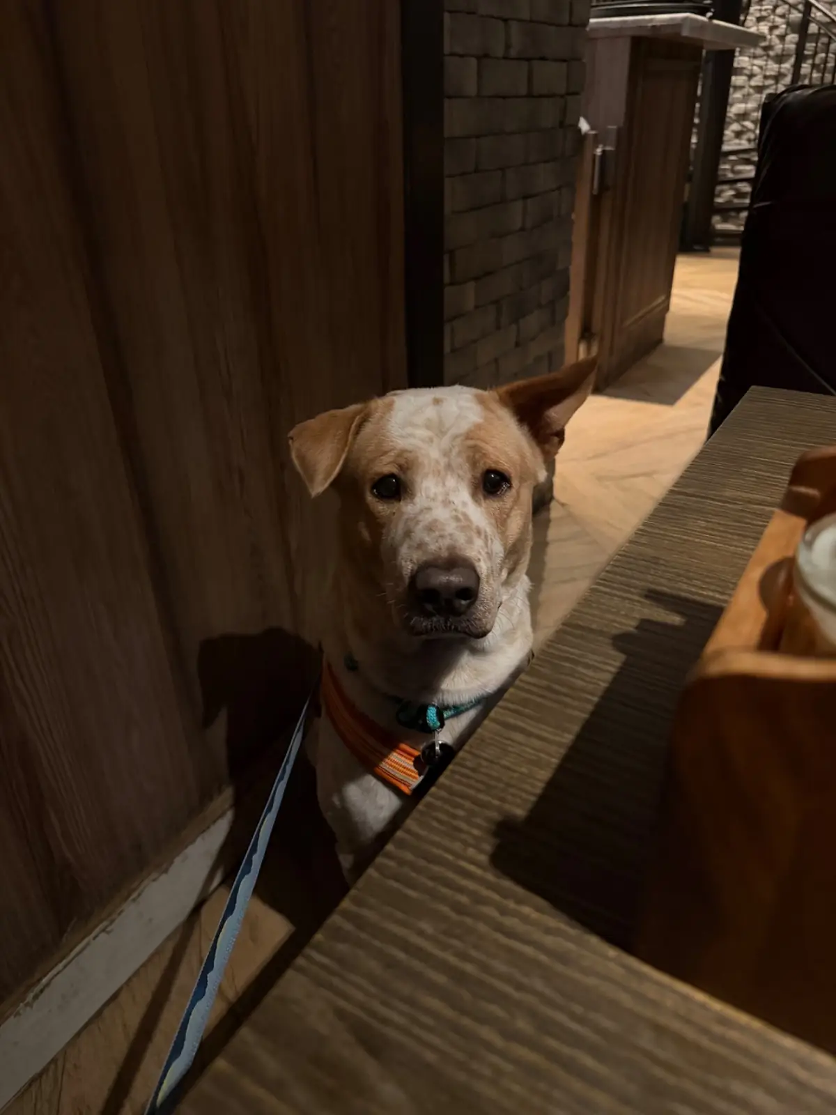 Mont Calzone Bangkok - Habito Mall pets image 2