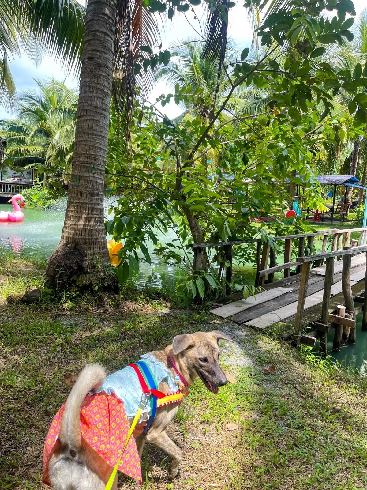 สวนมะพร้าวน้ำหอมป้ายงค์ & Coco Cafe pets image 4