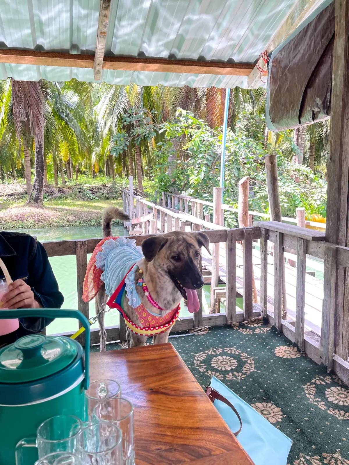 สวนมะพร้าวน้ำหอมป้ายงค์ & Coco Cafe pets image 3