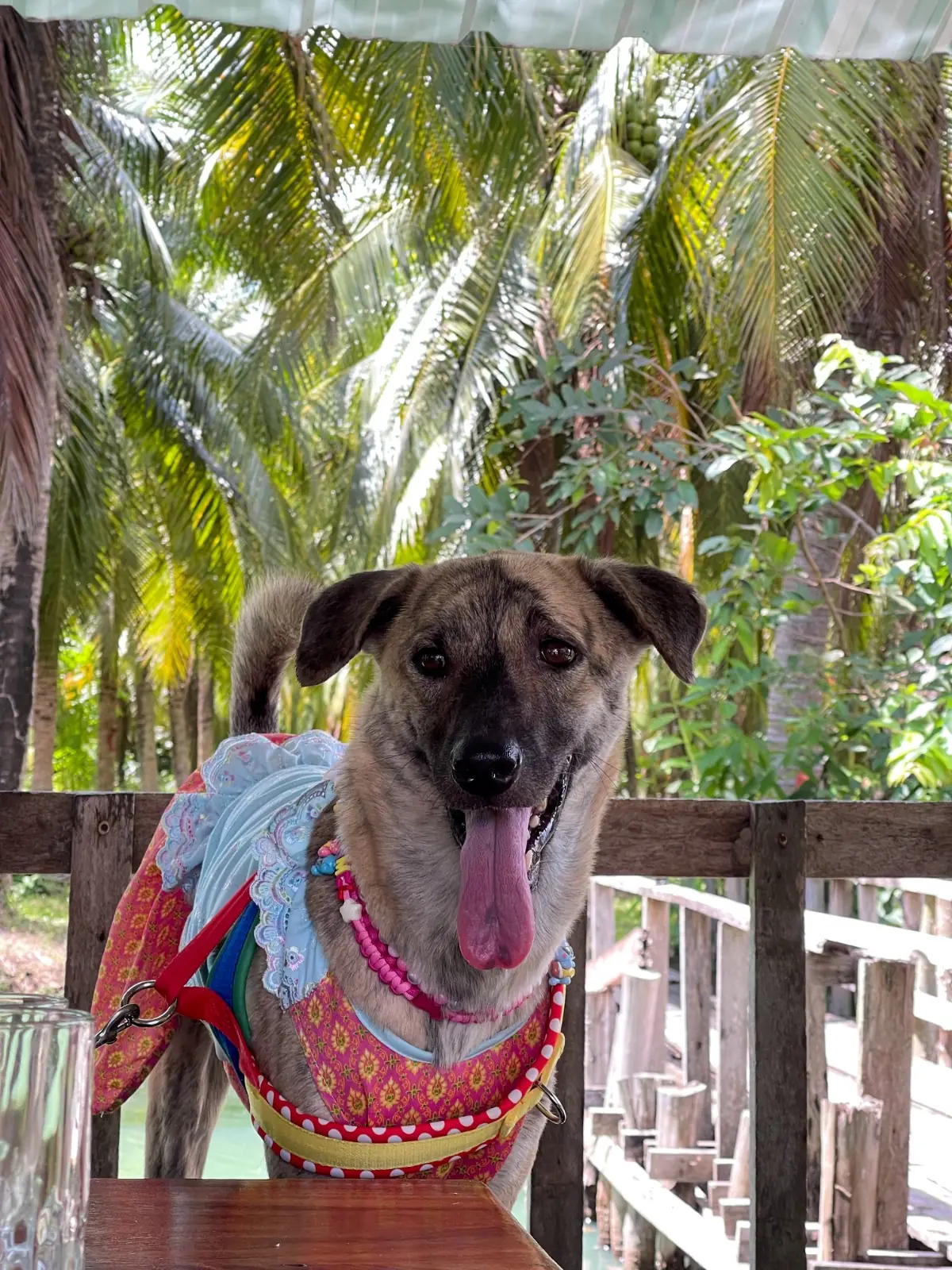 สวนมะพร้าวน้ำหอมป้ายงค์ & Coco Cafe pets image 2