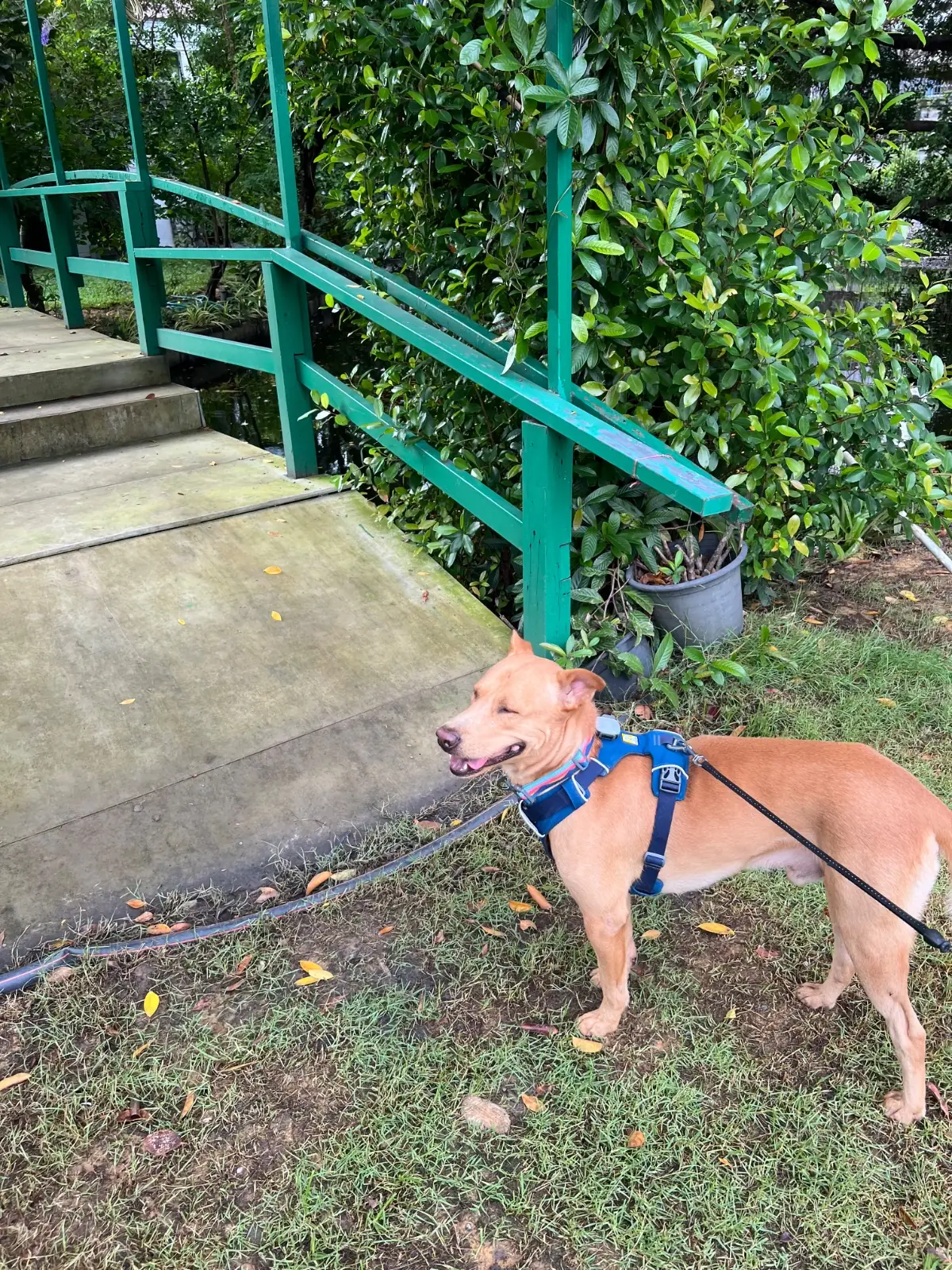 Plantation Cafe x Roastery pets image 3