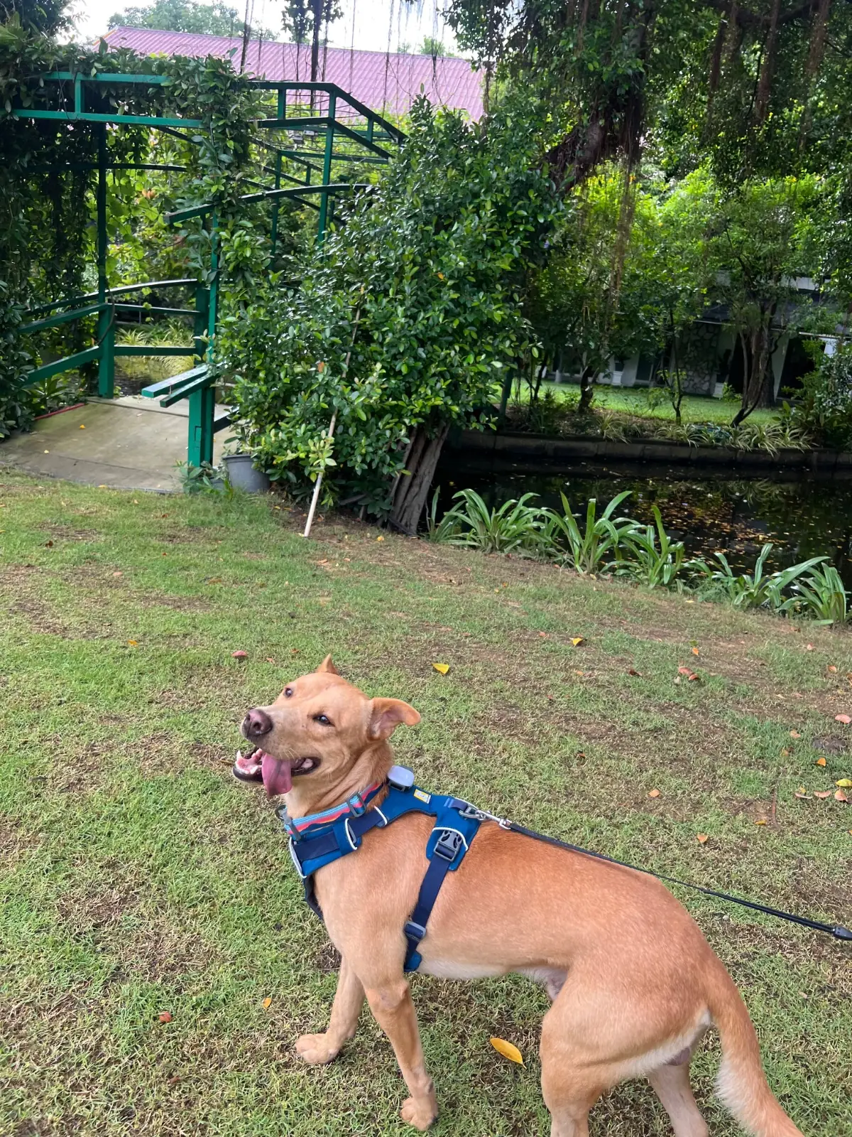 Plantation Cafe x Roastery pets image 1