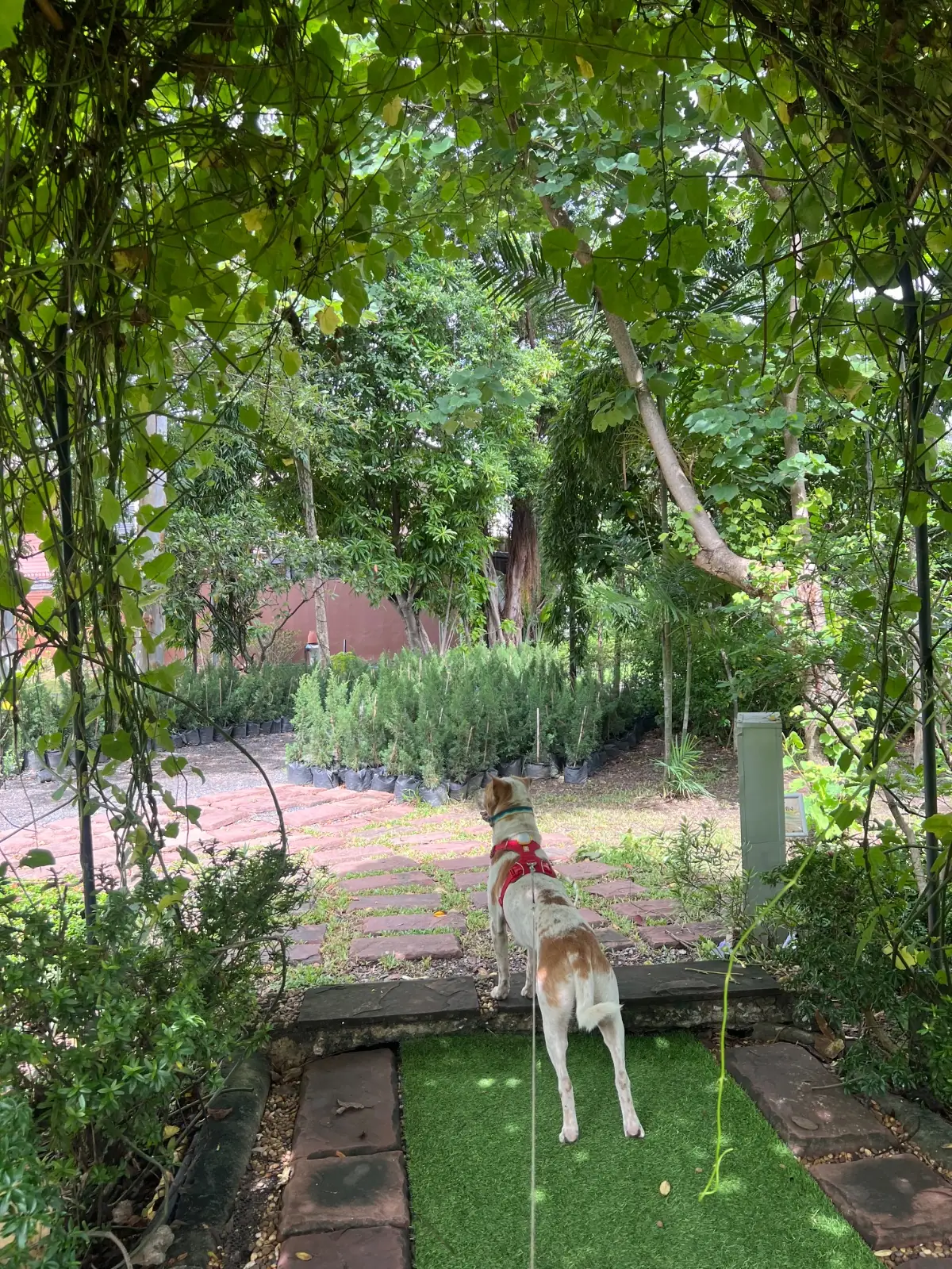 Plantation Cafe x Roastery pets image 2