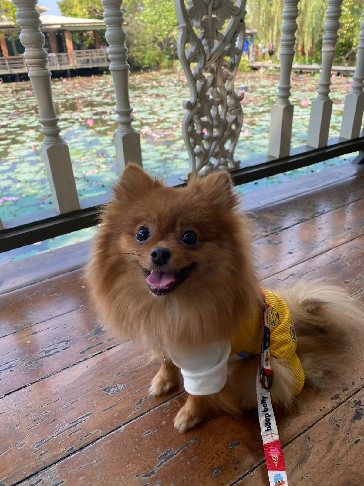 ธรรมชาติโอชา - Thammachart O Cha pets image 1