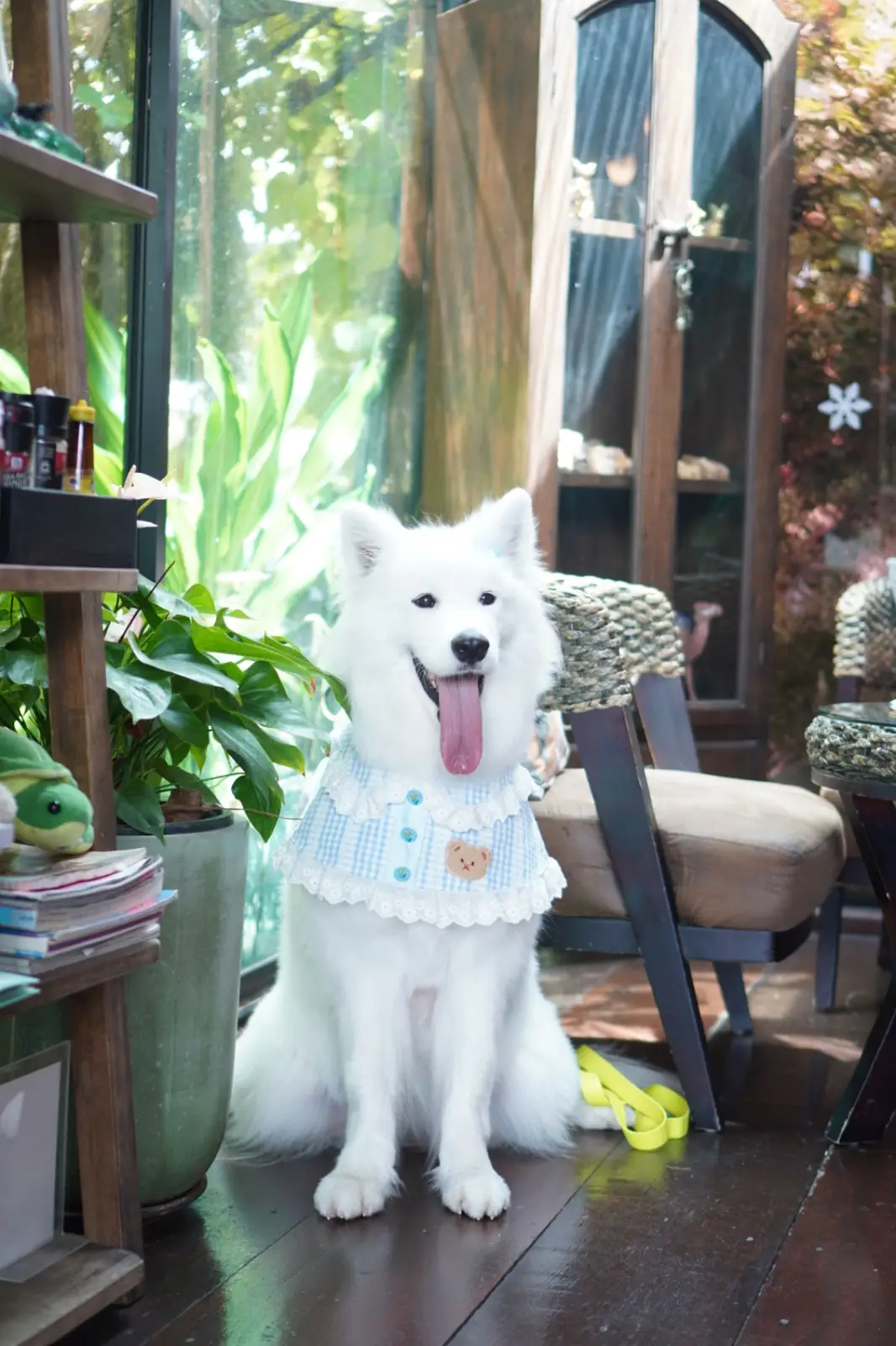 Mullberry House 94 Cafe And Home Stay pets image 1