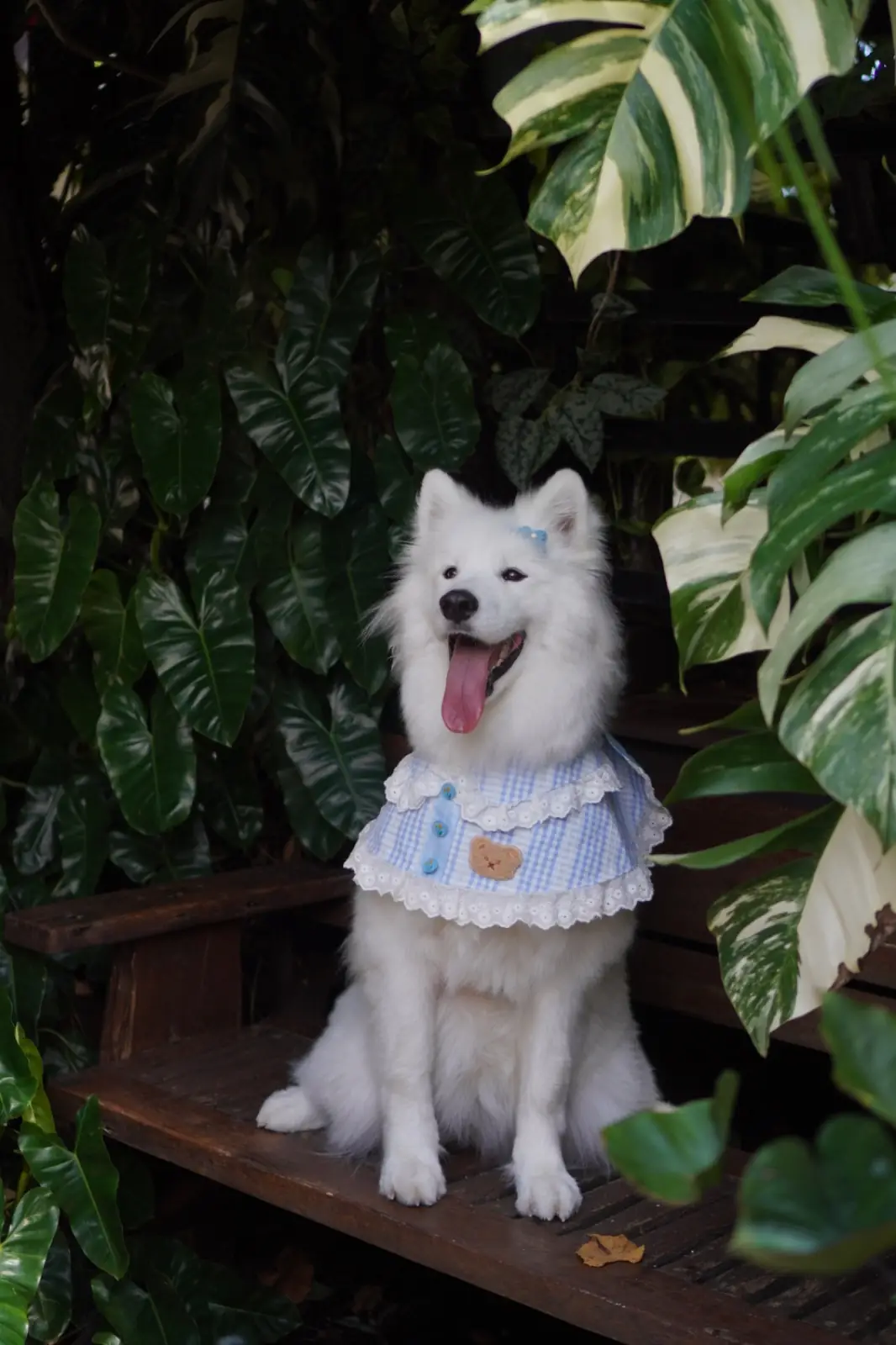 Mullberry House 94 Cafe And Home Stay pets image 4
