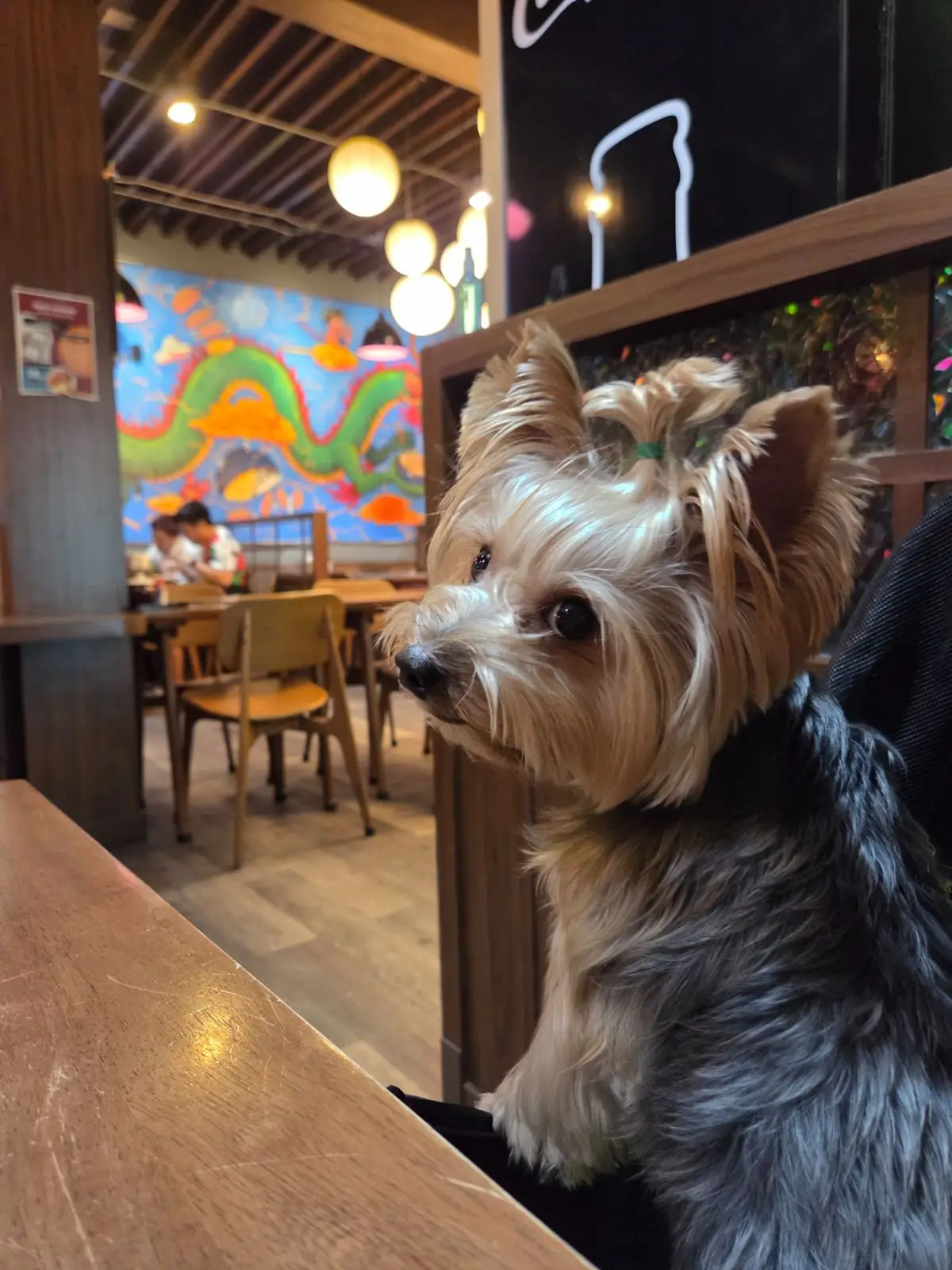 Bekku Tonkatsu pets image 1