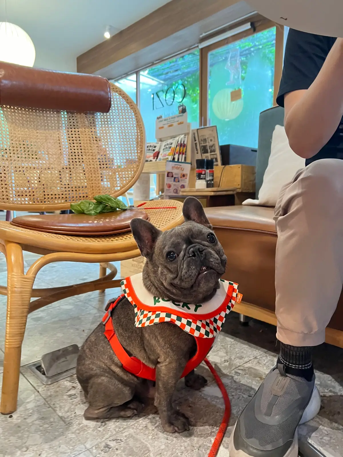 COZI Cafe and Bar pets image 1